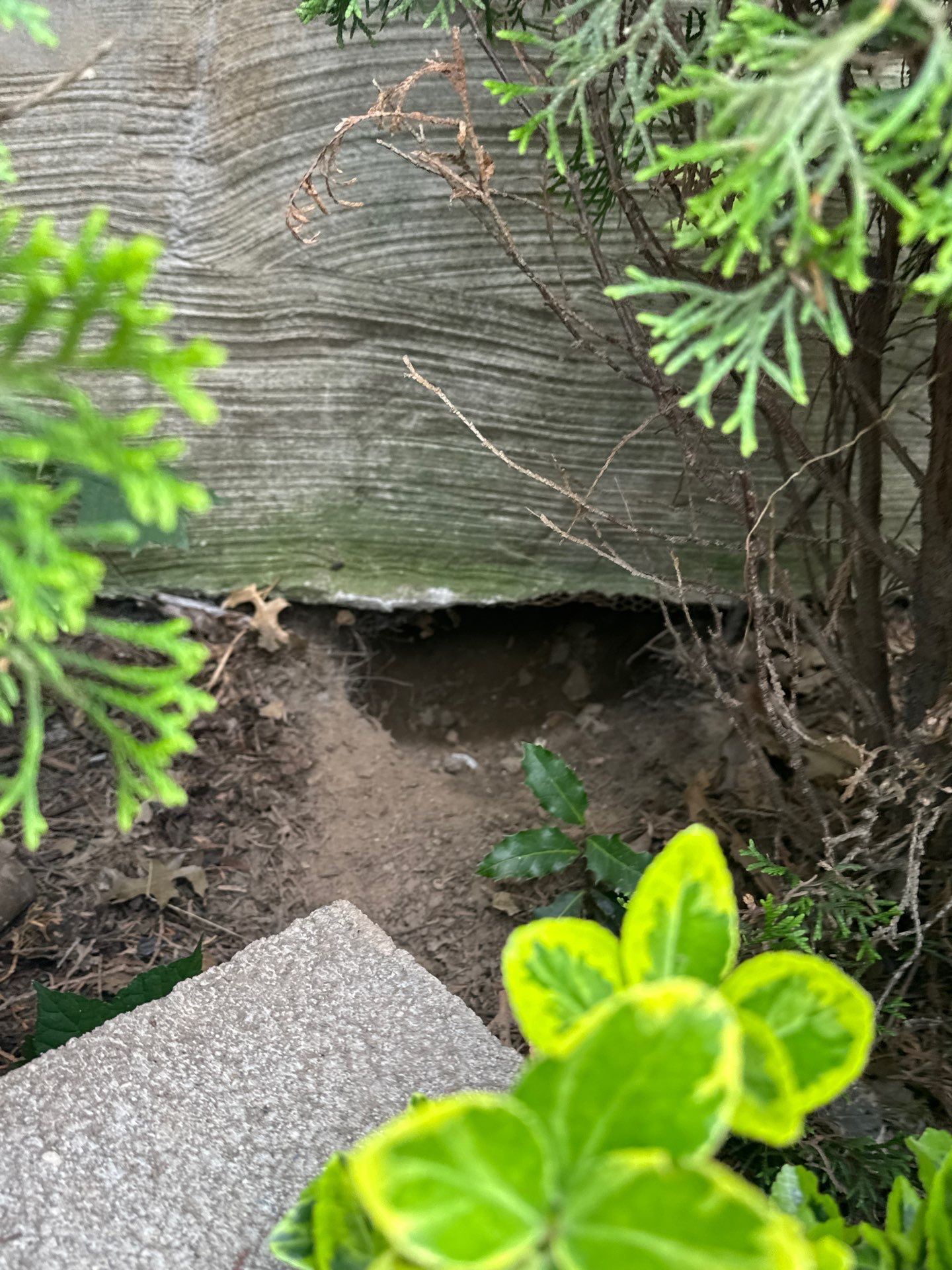 Wildlife trapping of opussum by NYC Extermination LLC