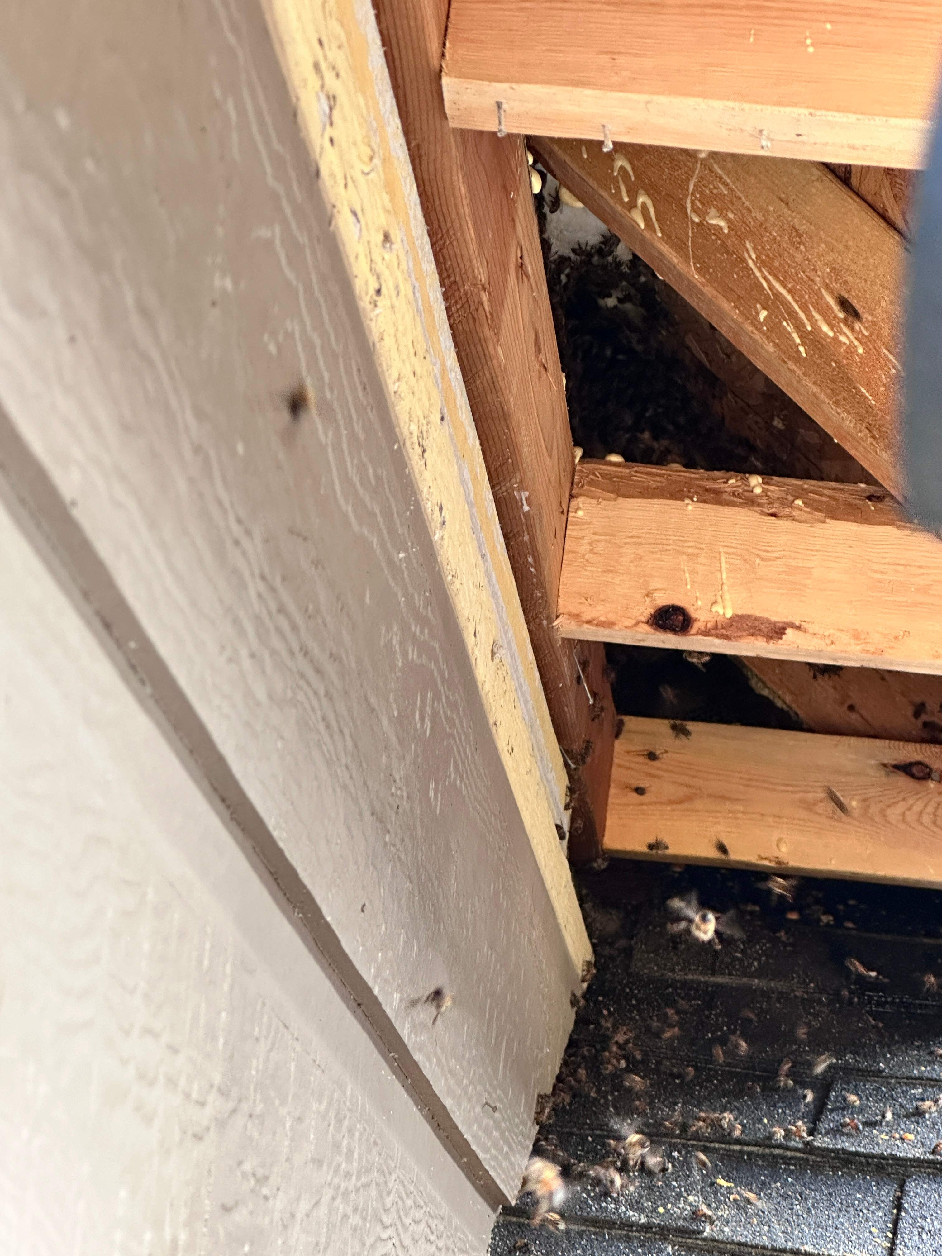 Roof Dormer by Rockwall Honey Bee Company