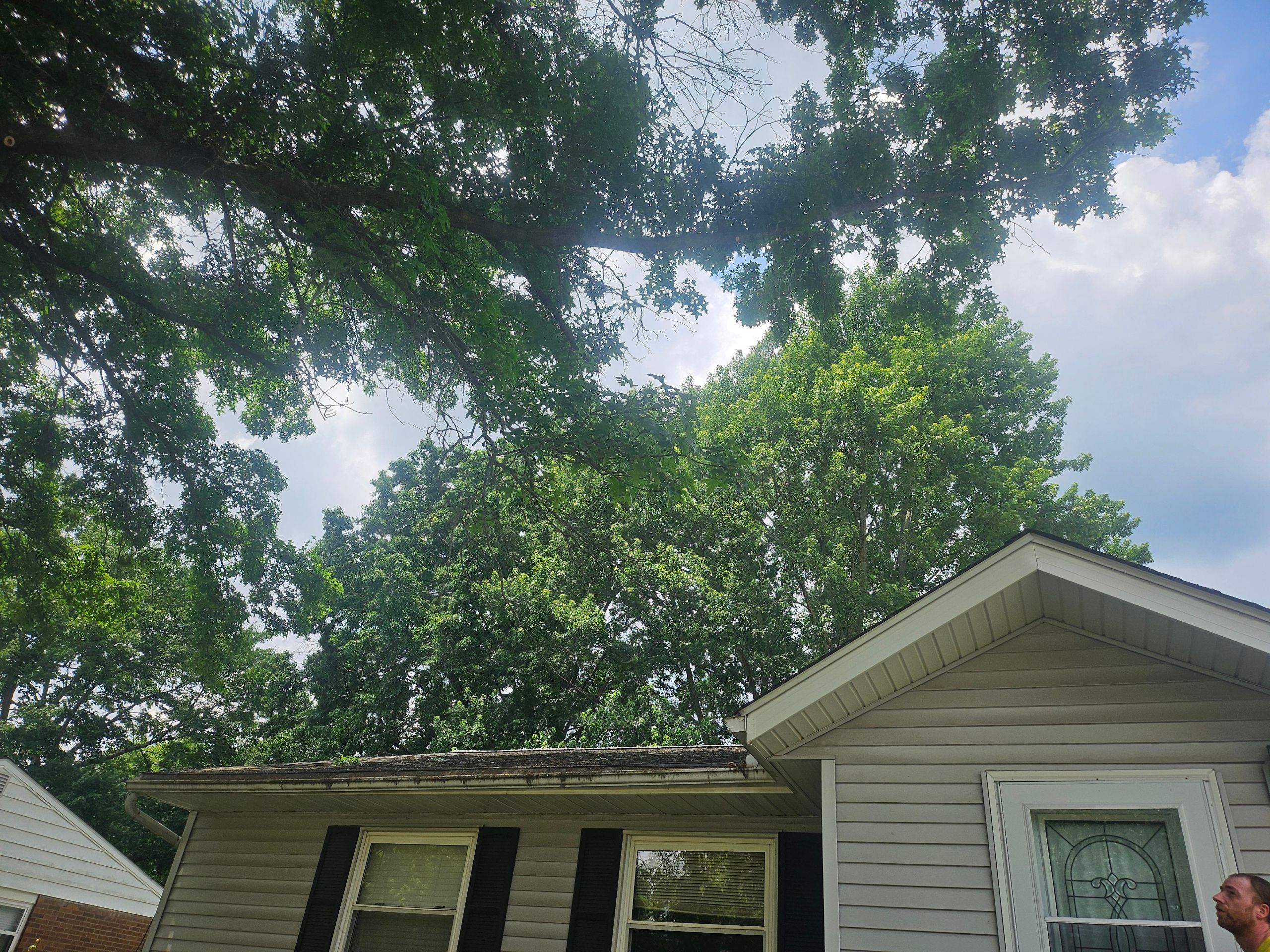 Tree Trimming using Tree Pruing by Mike Jones & Sons Tree Service LLC 