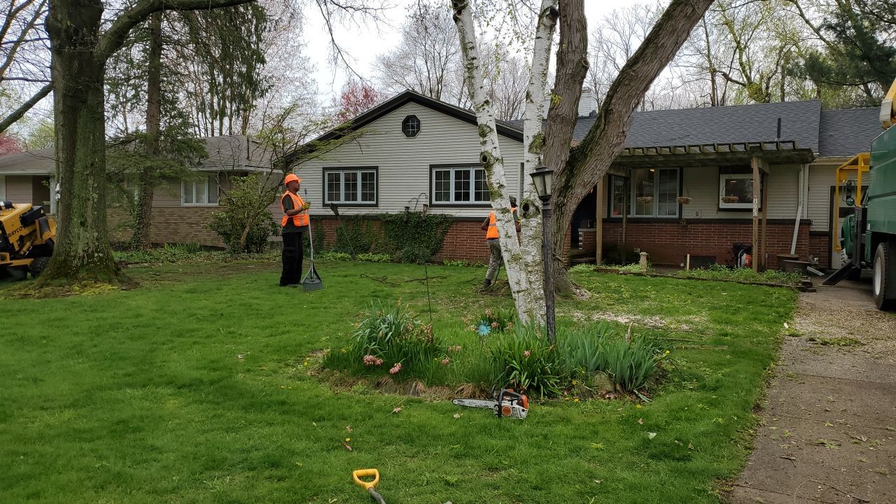 Tree Removal using Tree Removal by Mike Jones & Sons Tree Service LLC 