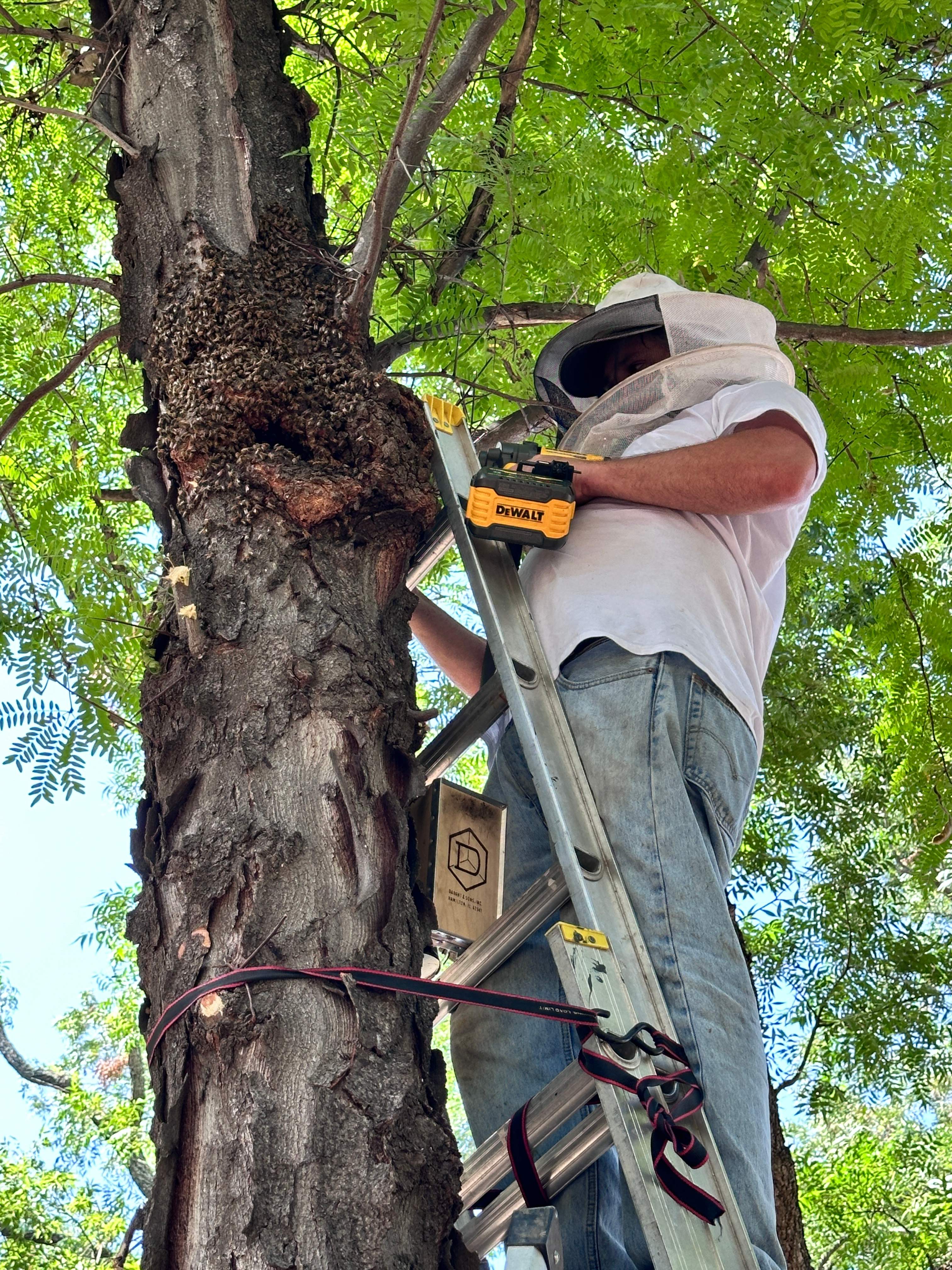 Two More Trees, One More Yard by Rockwall Honey Bee Company