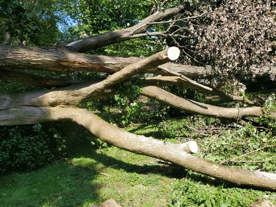 Storm Damaged Tree Removal  by Mike Jones & Sons Tree Service LLC 