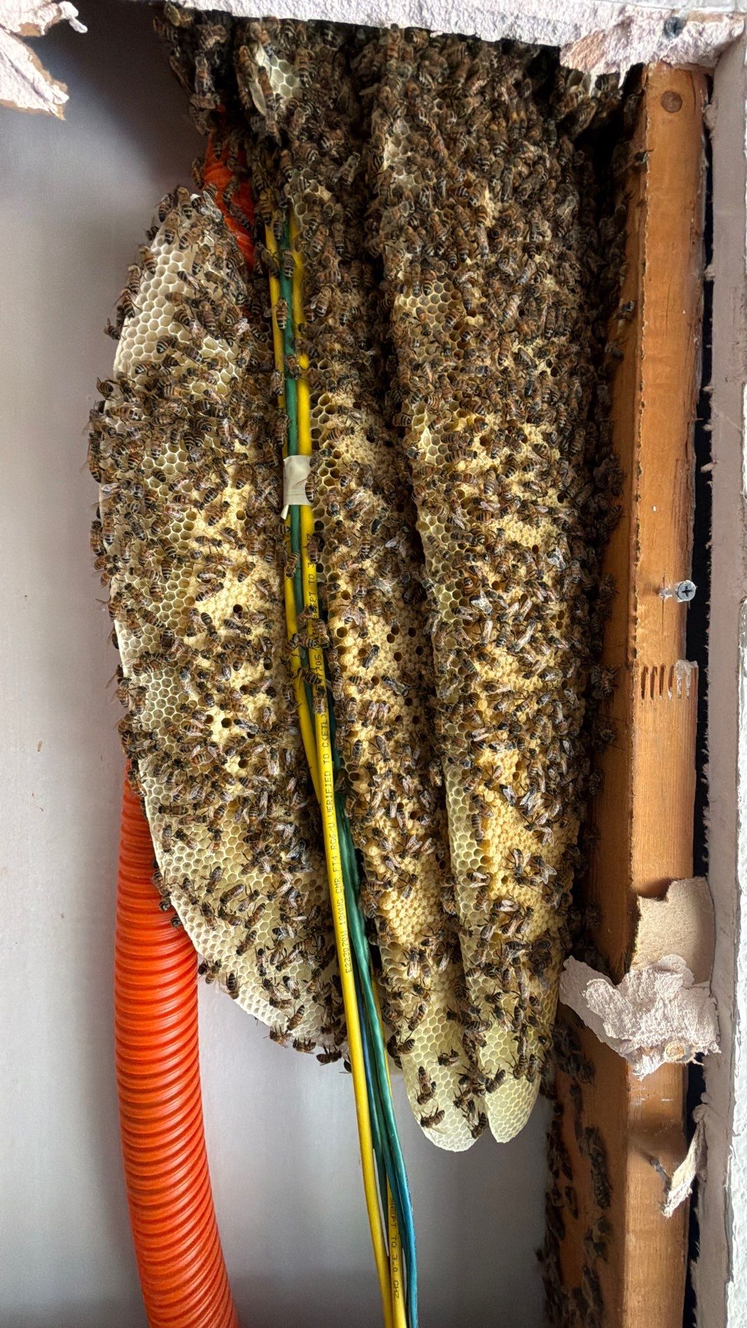Bees a’Prosper by Rockwall Honey Bee Company