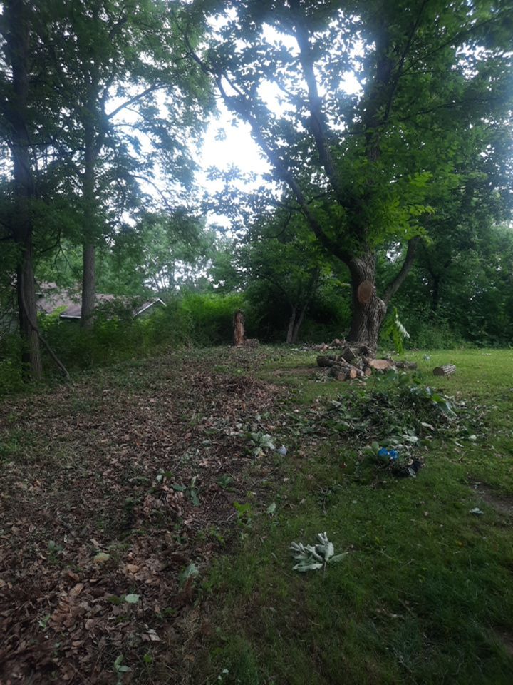 Tree Removal using Tree Removal by Mike Jones & Sons Tree Service LLC 