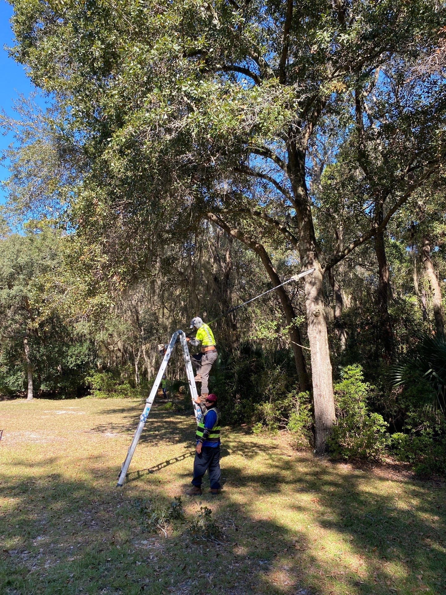 Deerwood Residence | Tree Work by ProGreen Services
