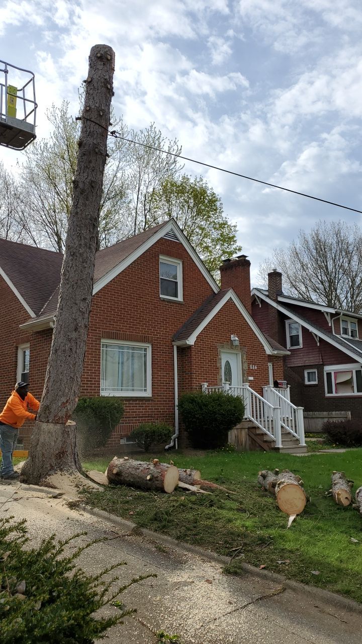 Tree Removal using Tree Removal by Mike Jones & Sons Tree Service LLC 