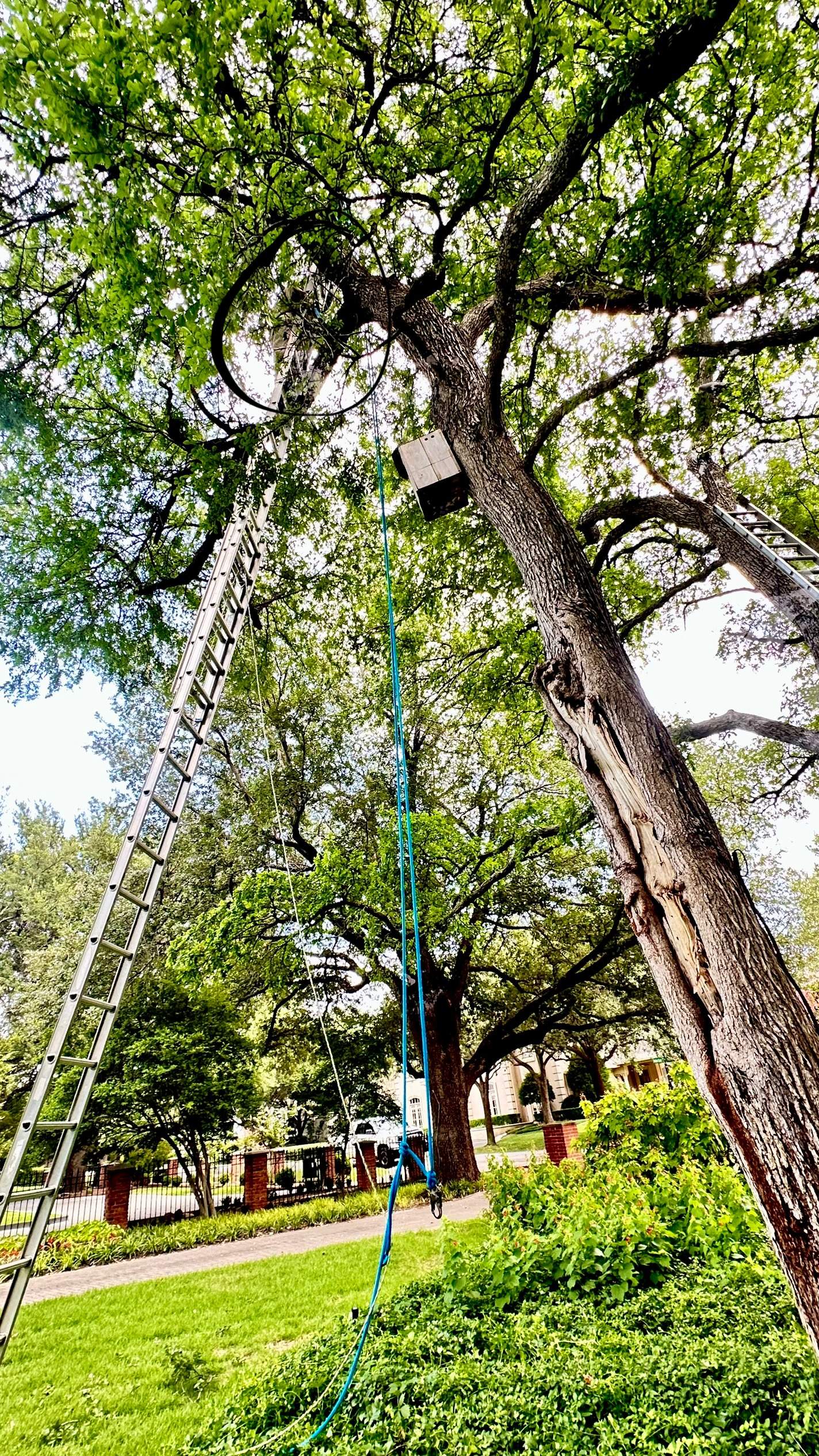 Tollway Tree by Rockwall Honey Bee Company