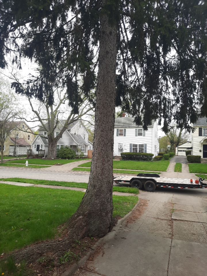 Tree Removal using Tree Removal by Mike Jones & Sons Tree Service LLC 