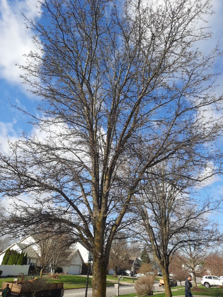 Tree Removal using Tree Removal by Mike Jones & Sons Tree Service LLC 