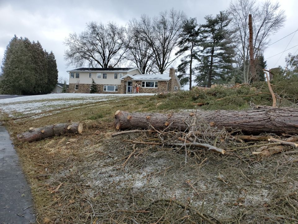 Tree Removal using Tree Removal by Mike Jones & Sons Tree Service LLC 