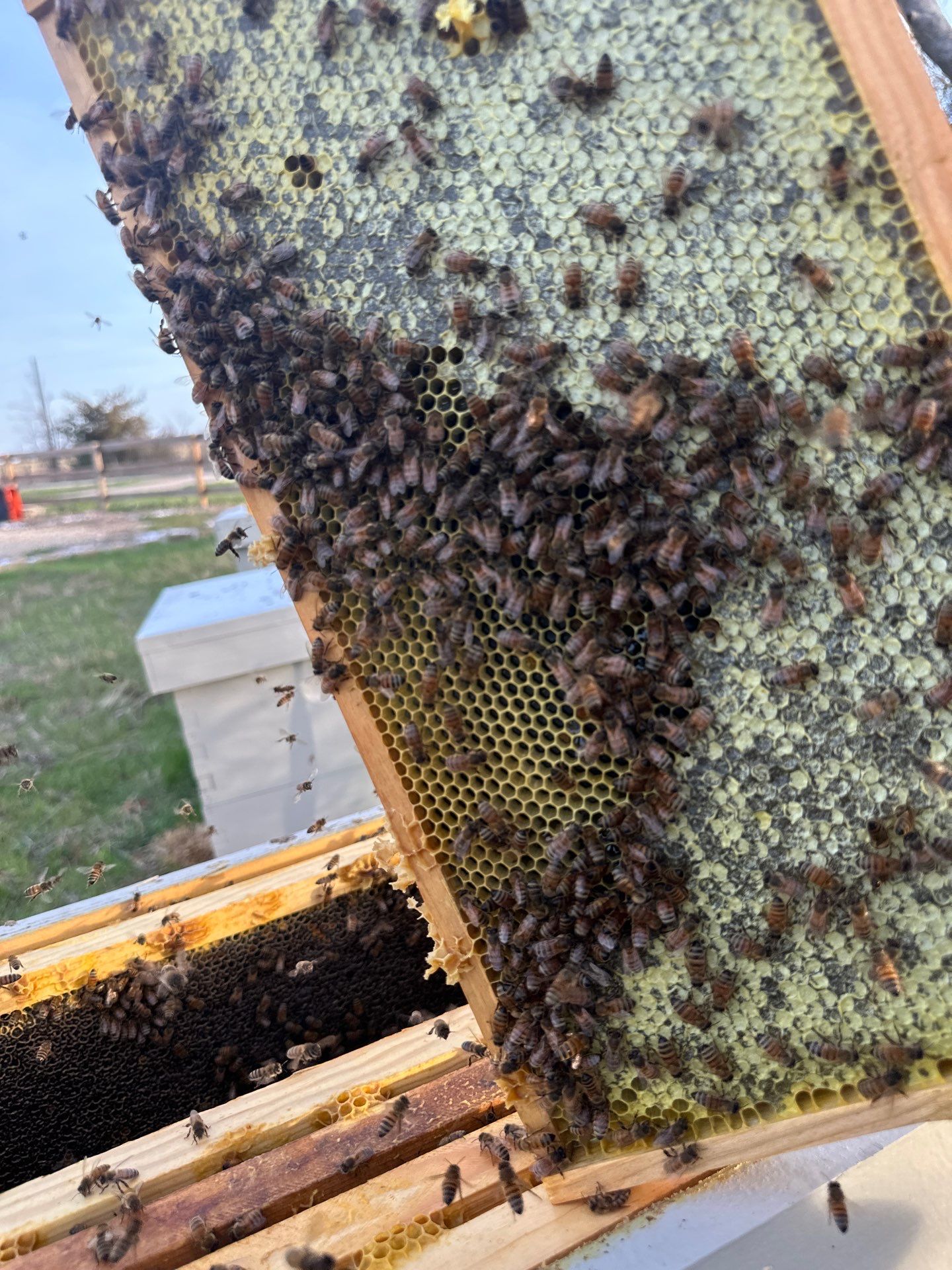 Honey-Maker Apiary in Greenville by Rockwall Honey Bee Company