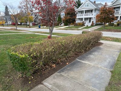 Hedge Shaping Maintenance