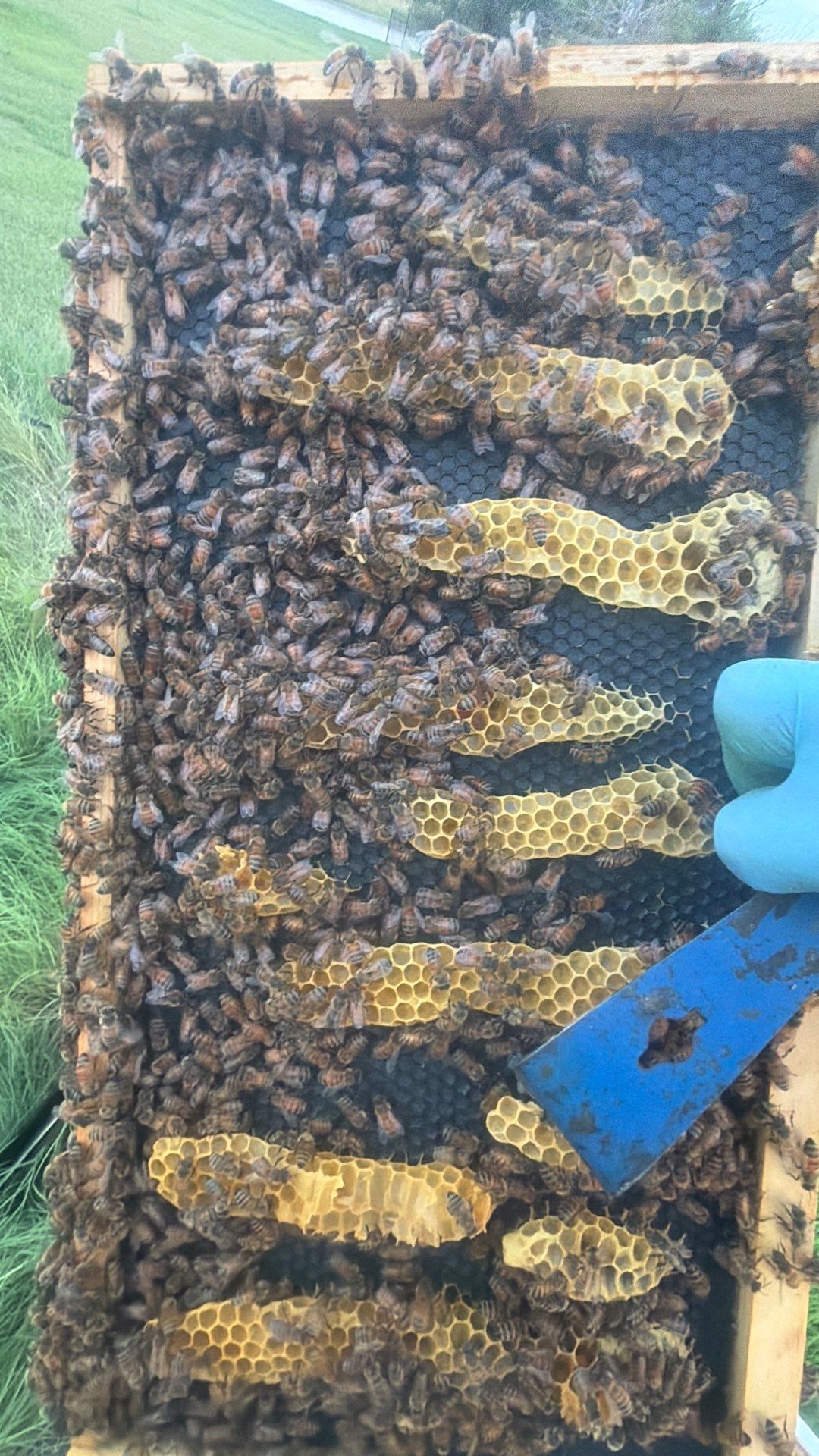 Double Family Property in Heath for Ag. Exemption by Rockwall Honey Bee Company