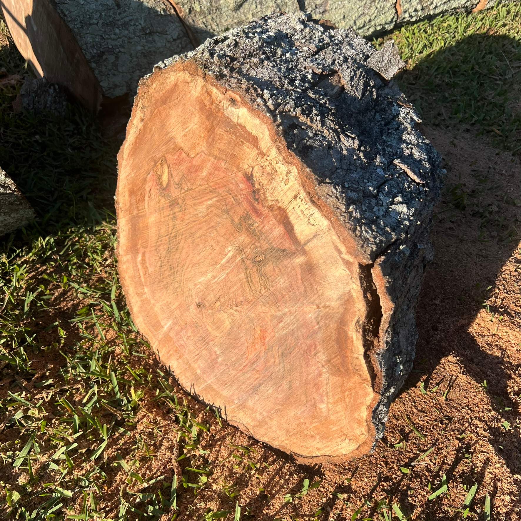 Tree Work | The Avenues Mall by ProGreen Services