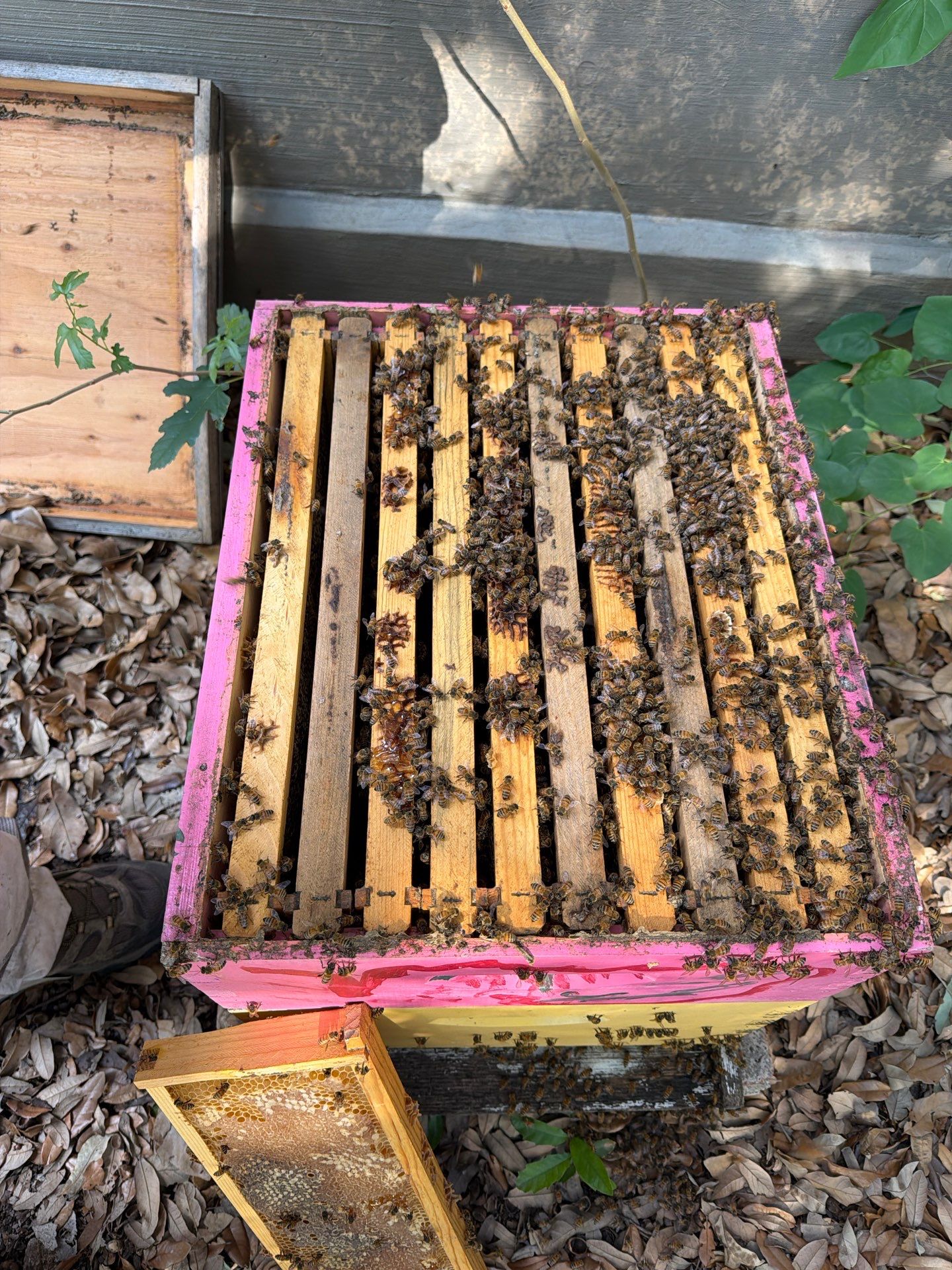 Backyard Survivor Stock by Rockwall Honey Bee Company