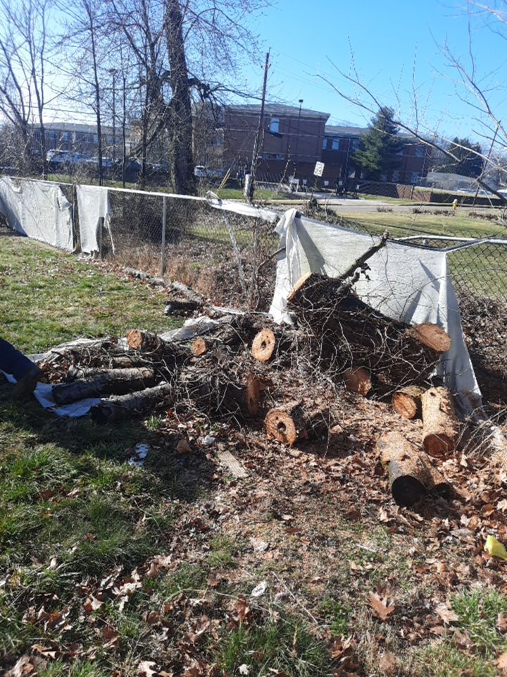 Tree Removal using Tree Removal by Mike Jones & Sons Tree Service LLC 