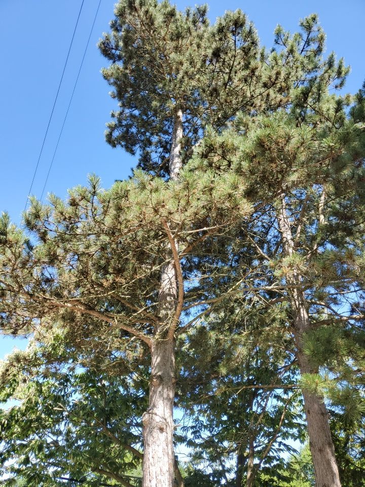 Tree Removal using Tree Removal by Mike Jones & Sons Tree Service LLC 