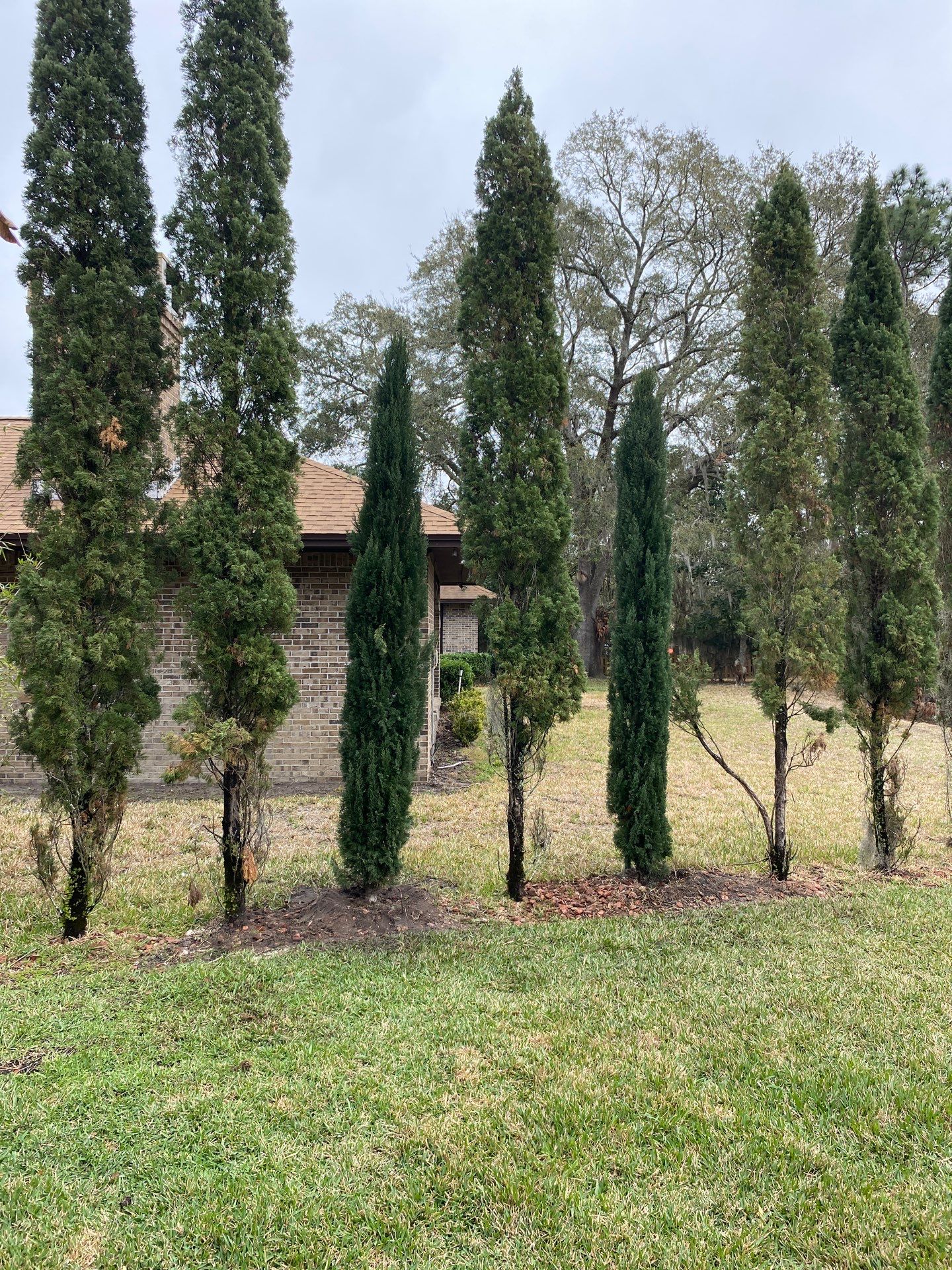 Deerwood Resident | Tree Install by ProGreen Services