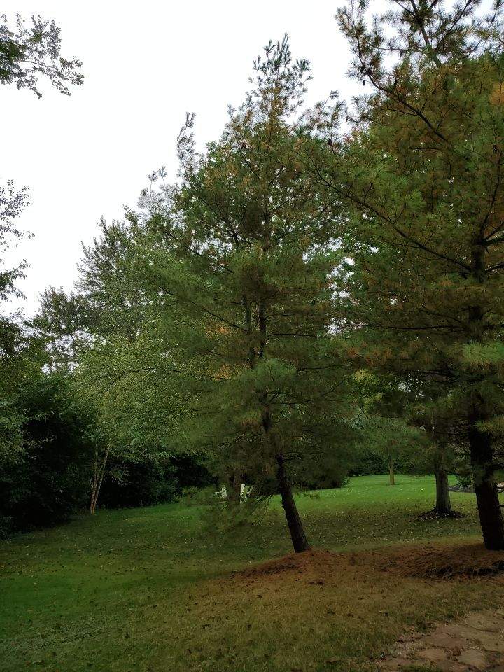 Tree Removal using Tree Removal by Mike Jones & Sons Tree Service LLC 