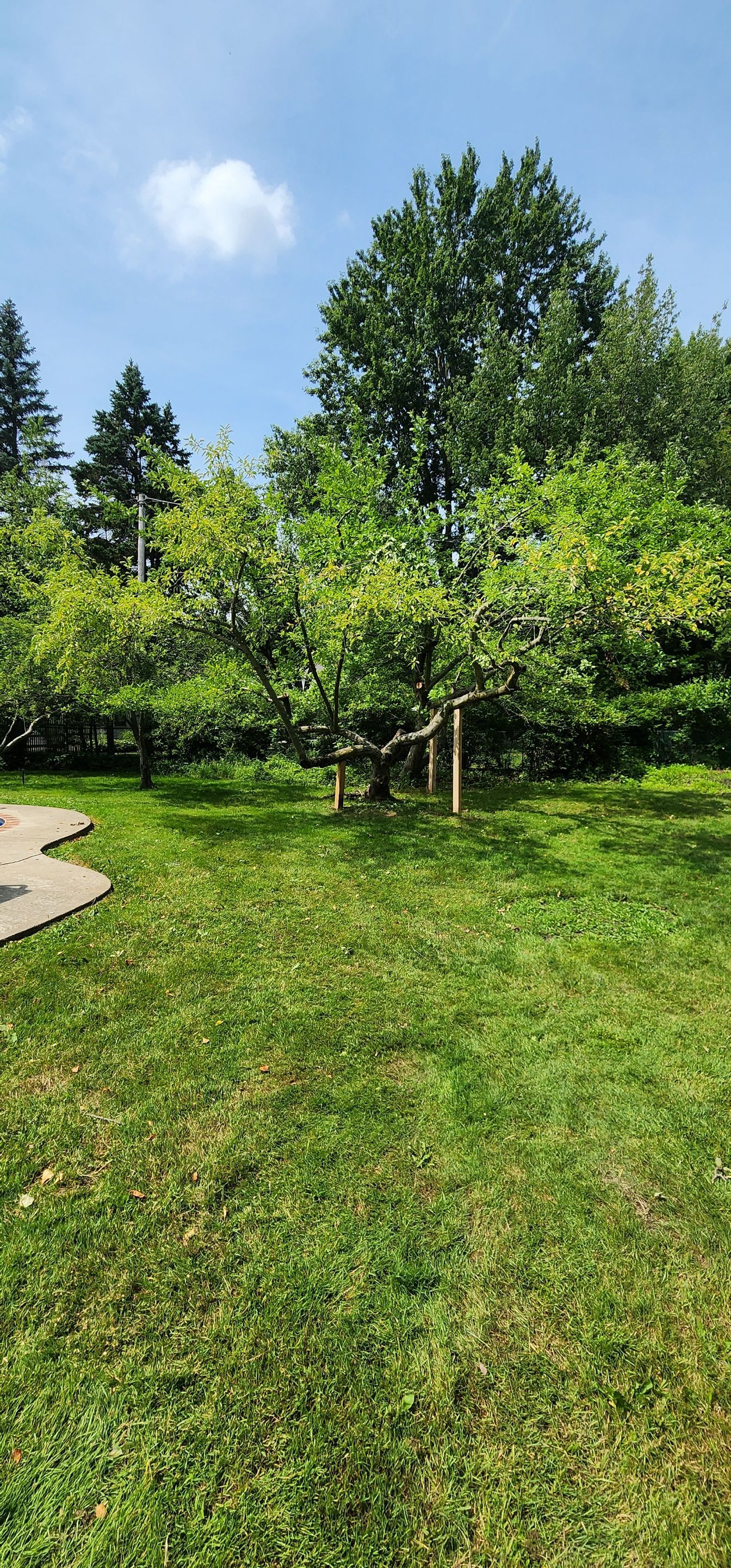Tree Preservation by Treeman Tom LLC