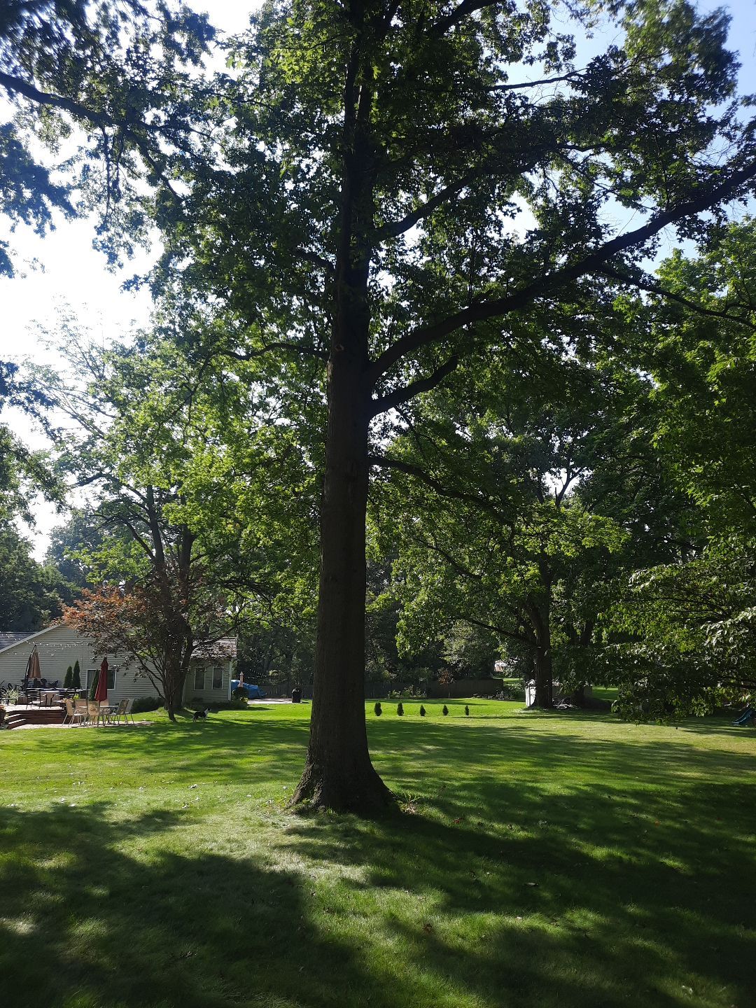 Tree Trimming using Tree Pruing by Mike Jones & Sons Tree Service LLC 