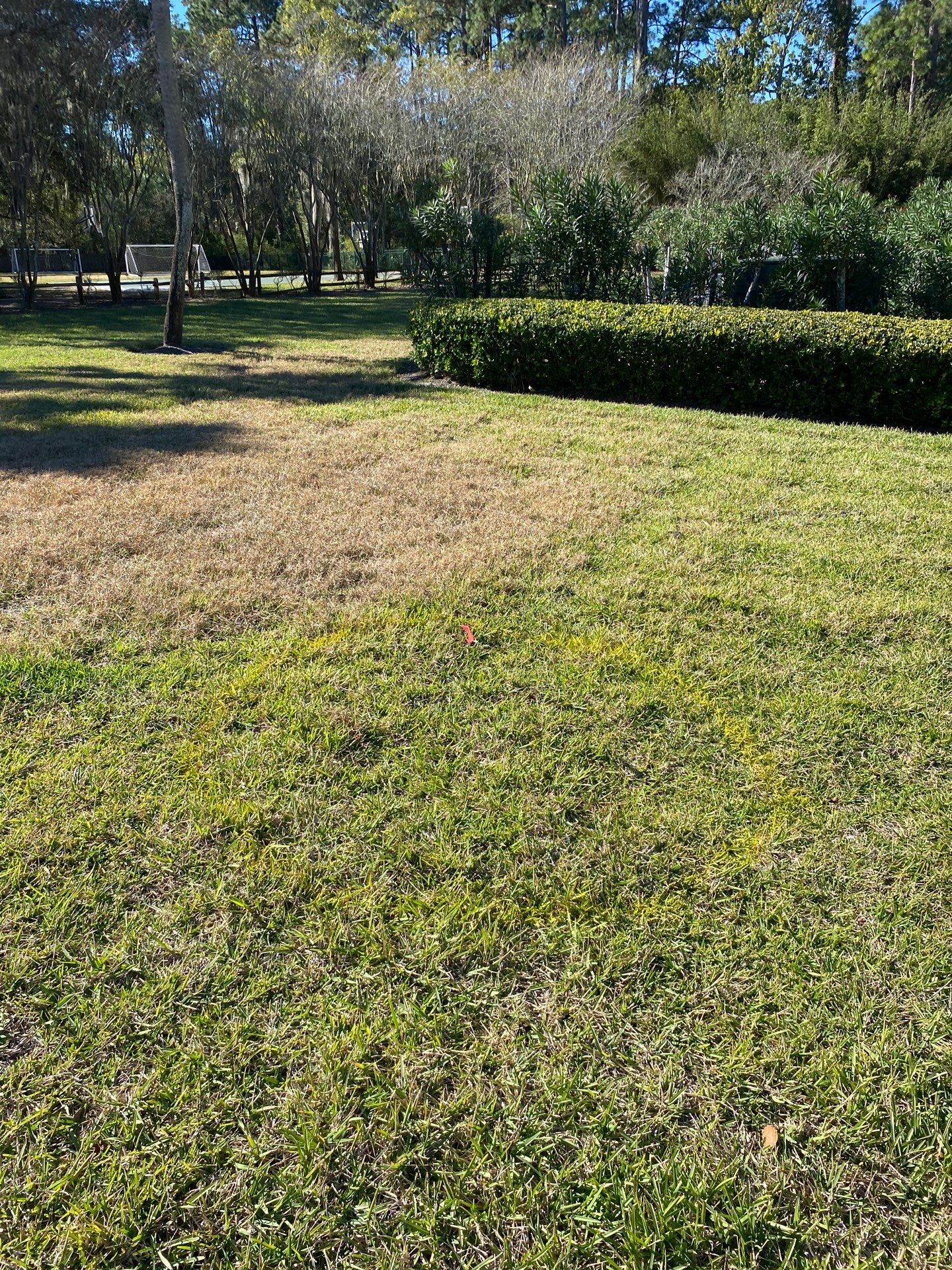 Deerwood Community | Oak Tree Replacement Project by ProGreen Services