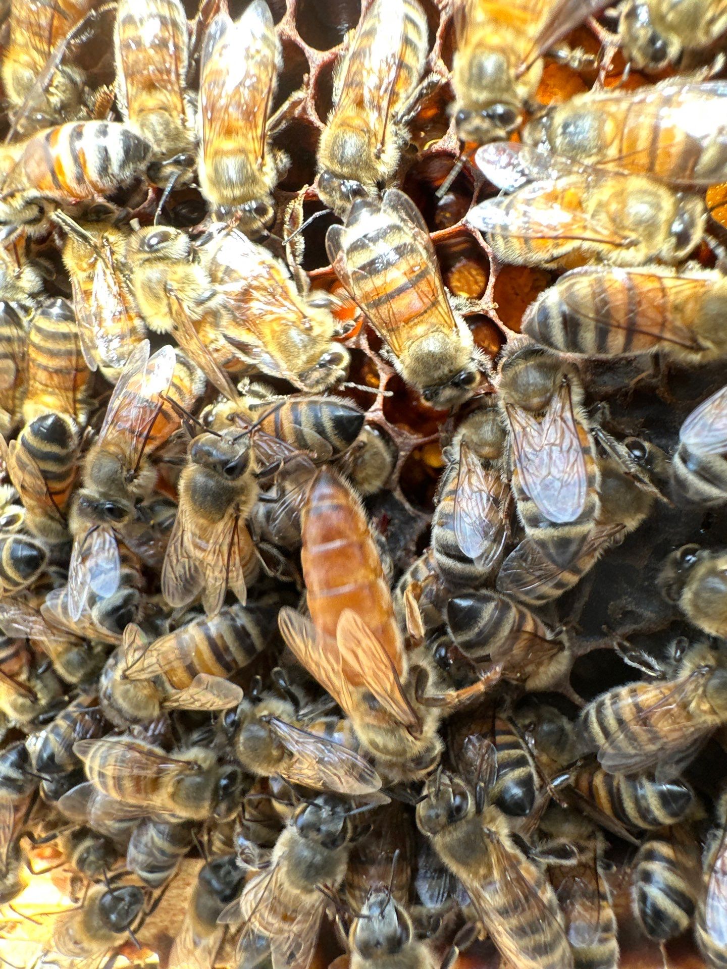 Urban Bees in Richardson by Rockwall Honey Bee Company