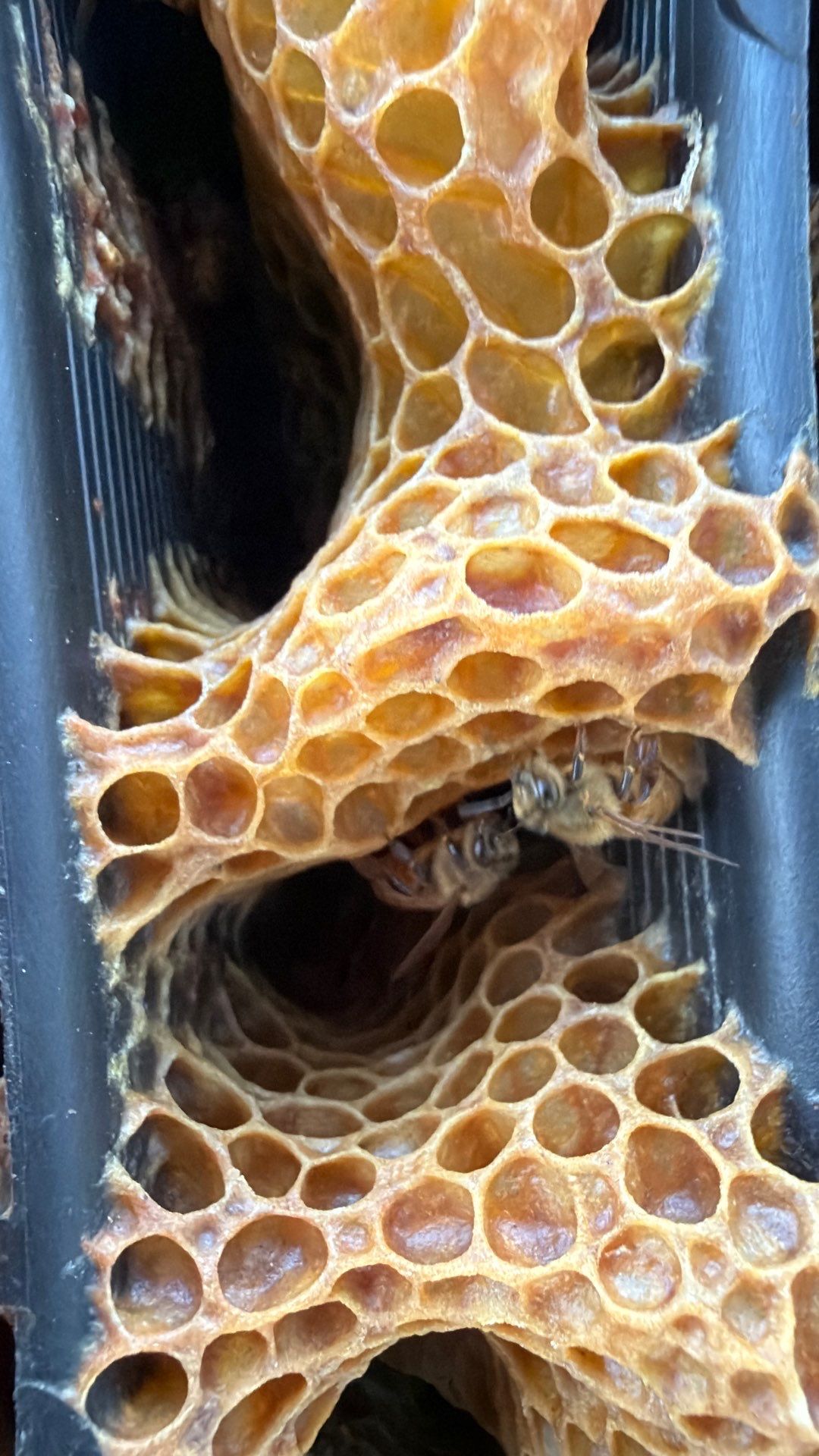 Flood Culvert Bees by Rockwall Honey Bee Company