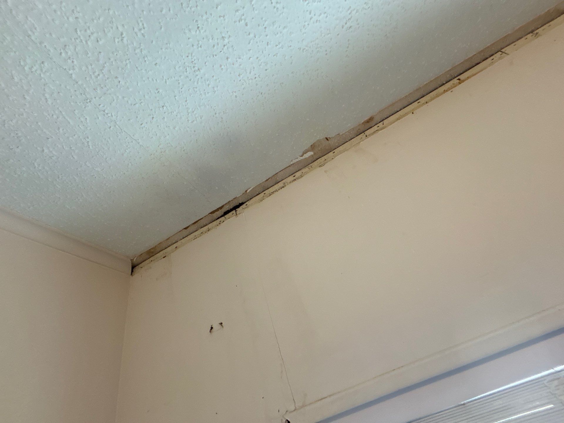 Mold Remediation Palmetto by Ampm Restoration Services 