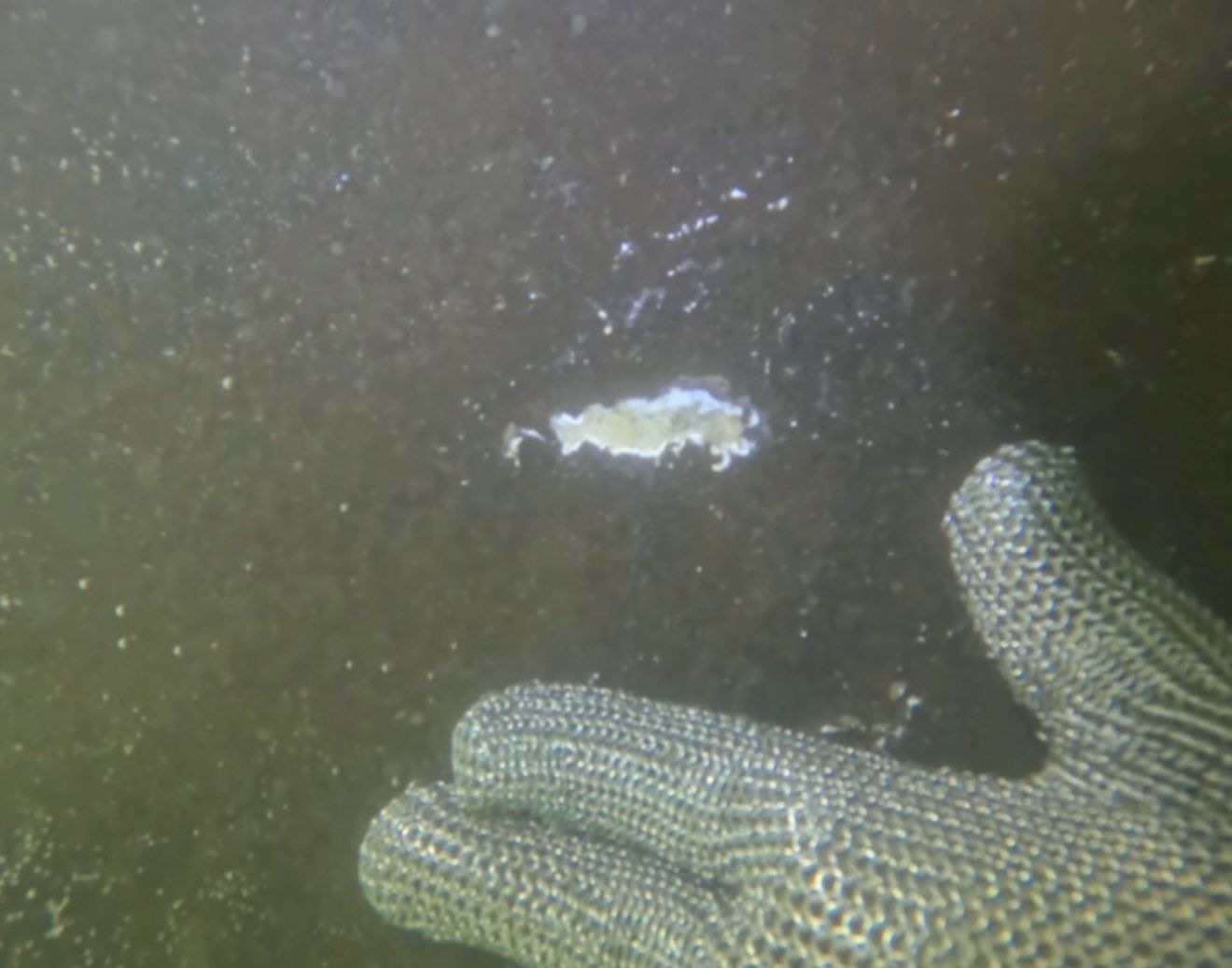 Florida Hull Cleaning - Divers | Fort Myers, Cape Coral, Naples, Venice featured photo.