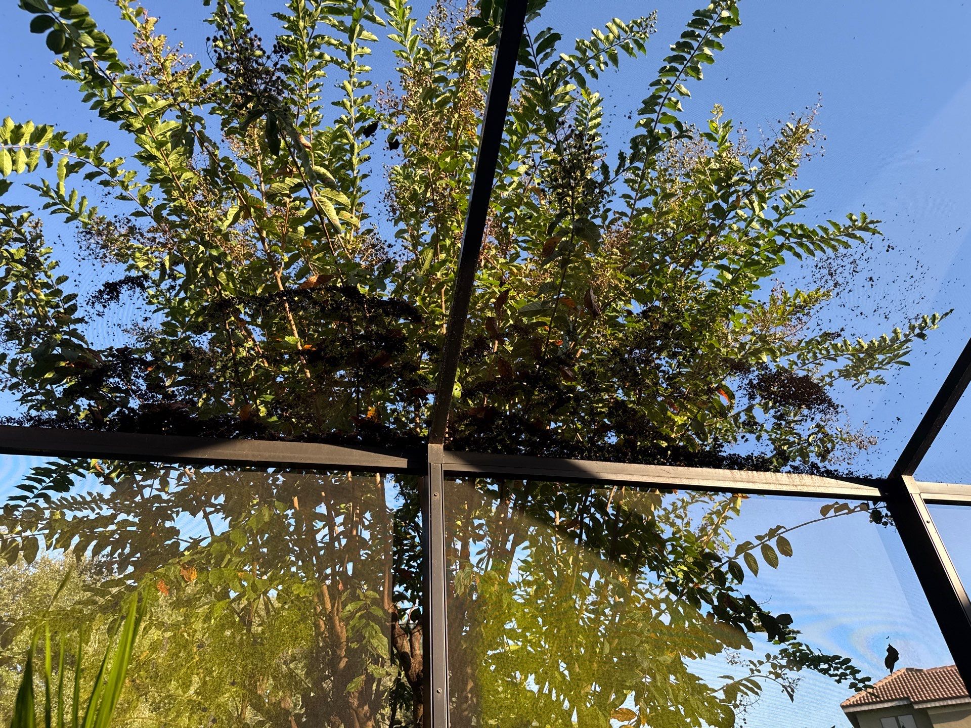 Pool Cage Cleaning | Rye Wilderness, Bradenton FL by Sunshine AquaWash