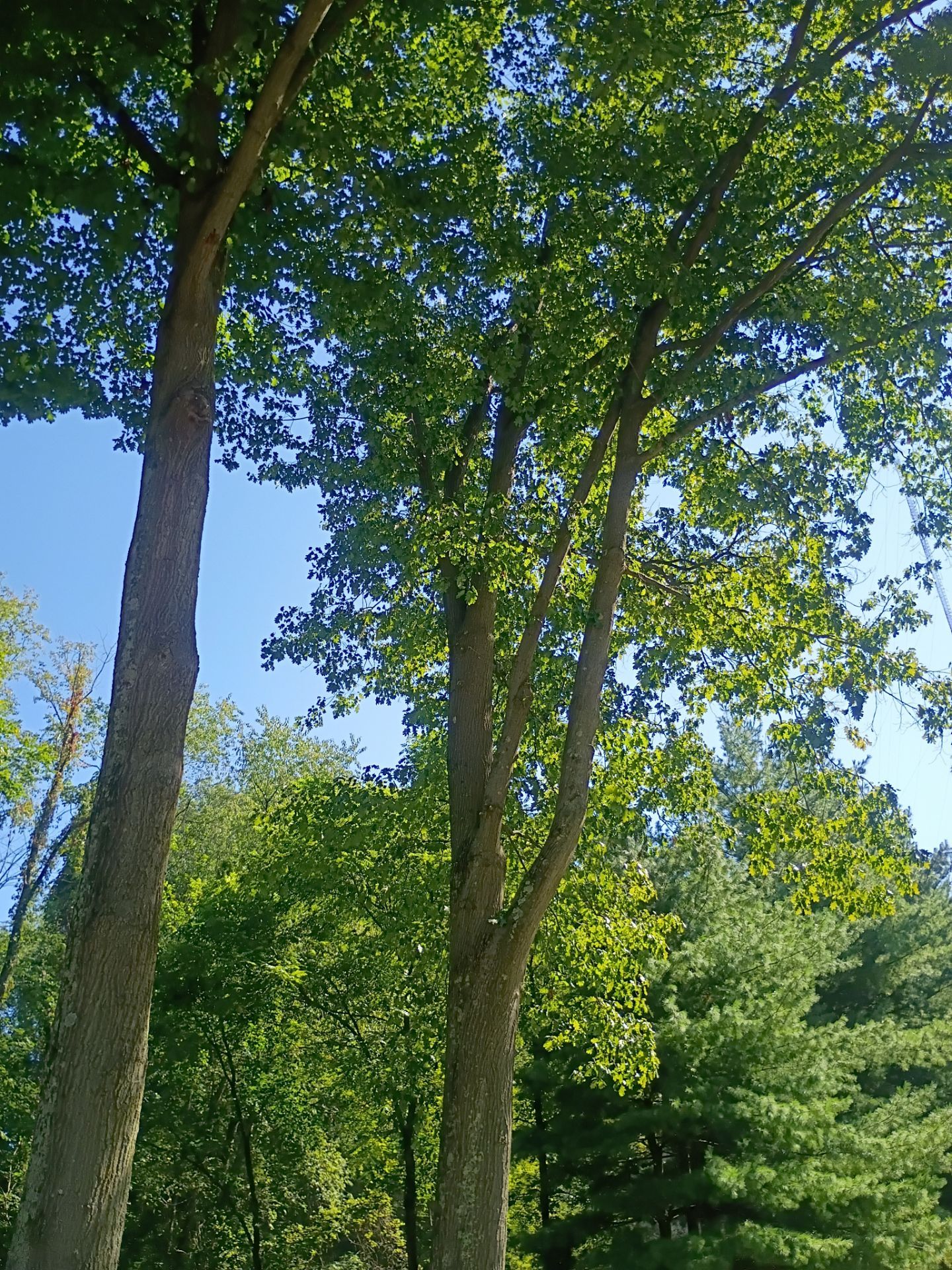 Tree Trimming & Tree Removal in Akron Ohio by Mike Jones & Sons Tree Service LLC 