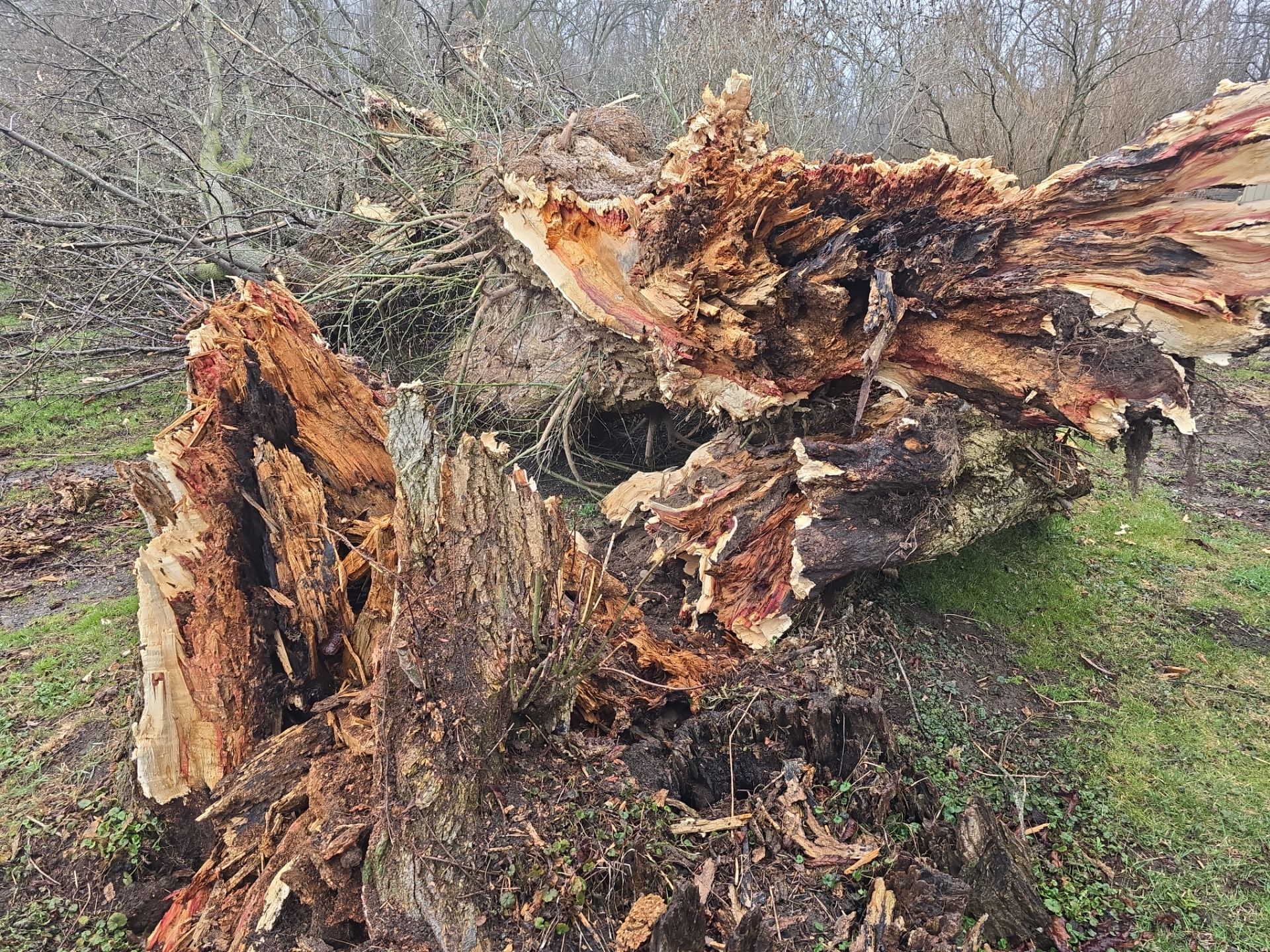 Emergency Job using Bobcat by Treeman Tom LLC