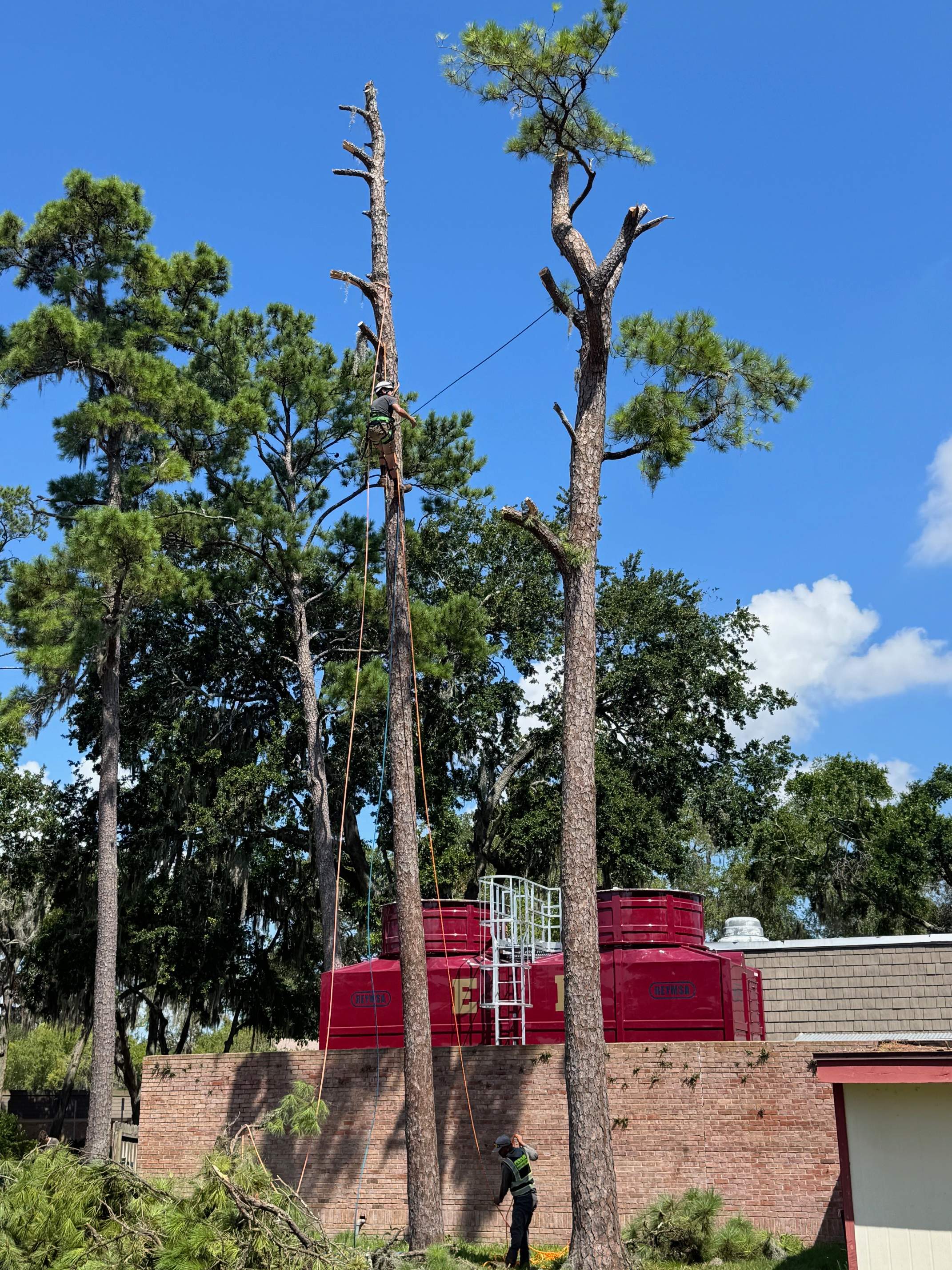 Tree Removal | Episcopal School of Jacksonville by ProGreen Services