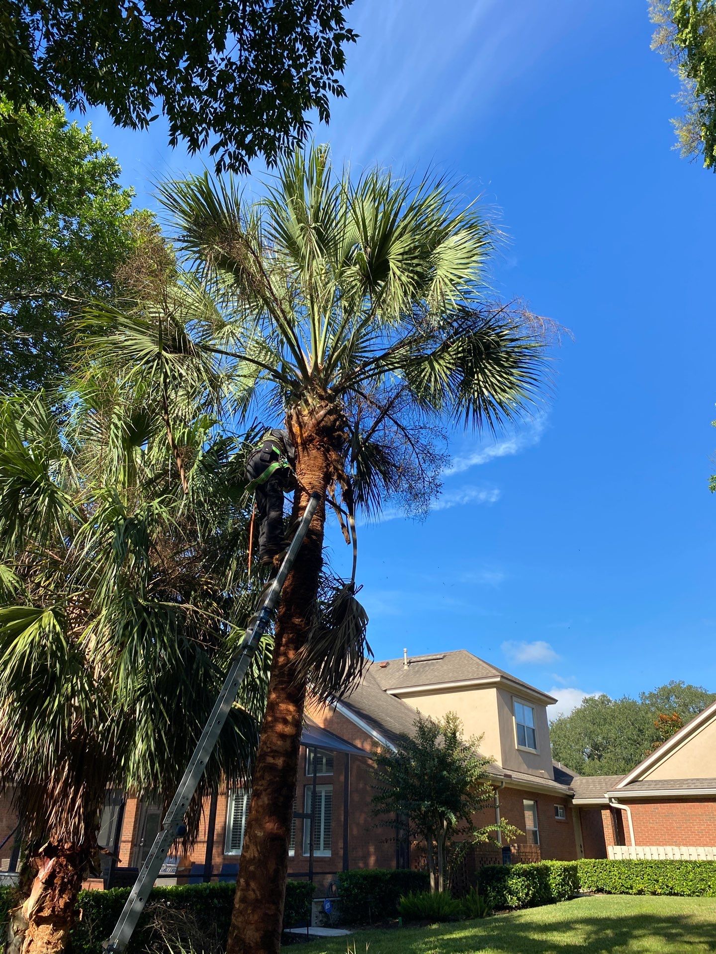 Deerwood Residence | Palm Tree Trimming by ProGreen Services