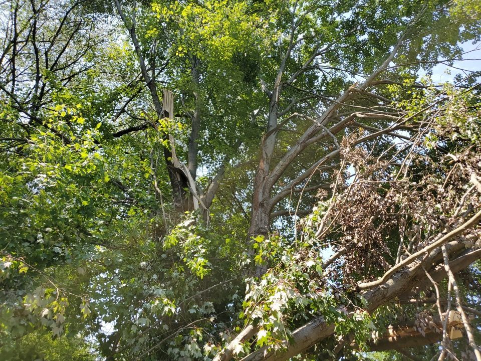 Storm Damaged Tree Removal  by Mike Jones & Sons Tree Service LLC 
