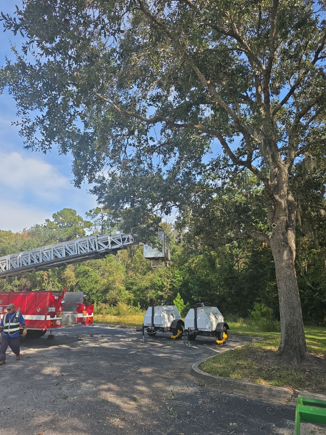 Tree & Palm Trimming | Commercial Property by ProGreen Services