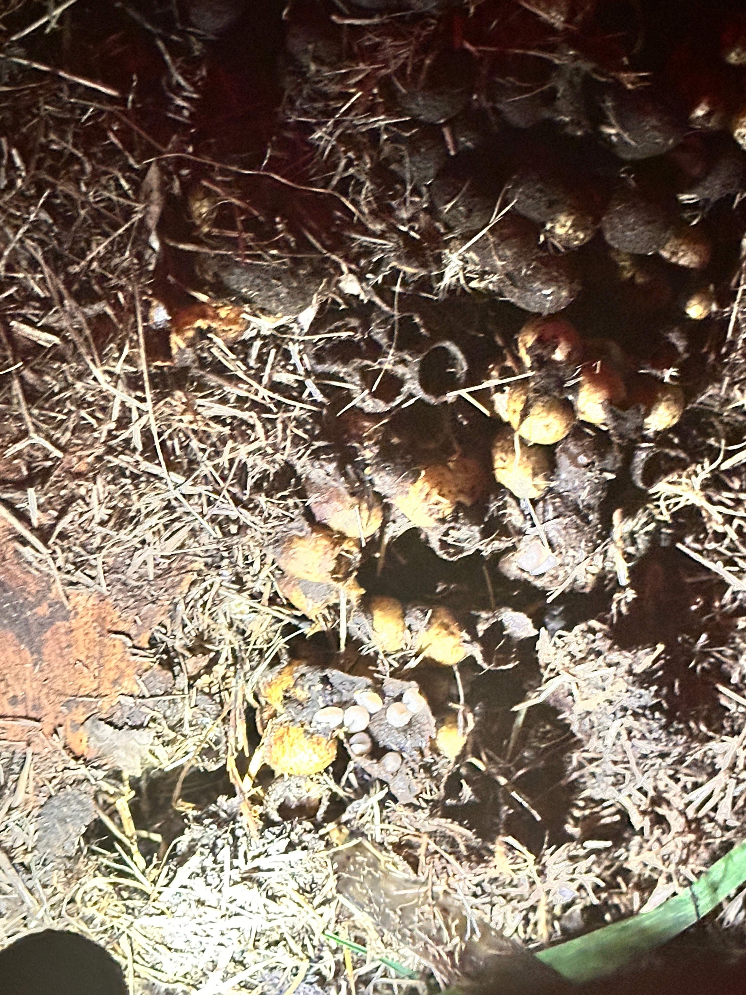 Bumblebees! by Rockwall Honey Bee Company