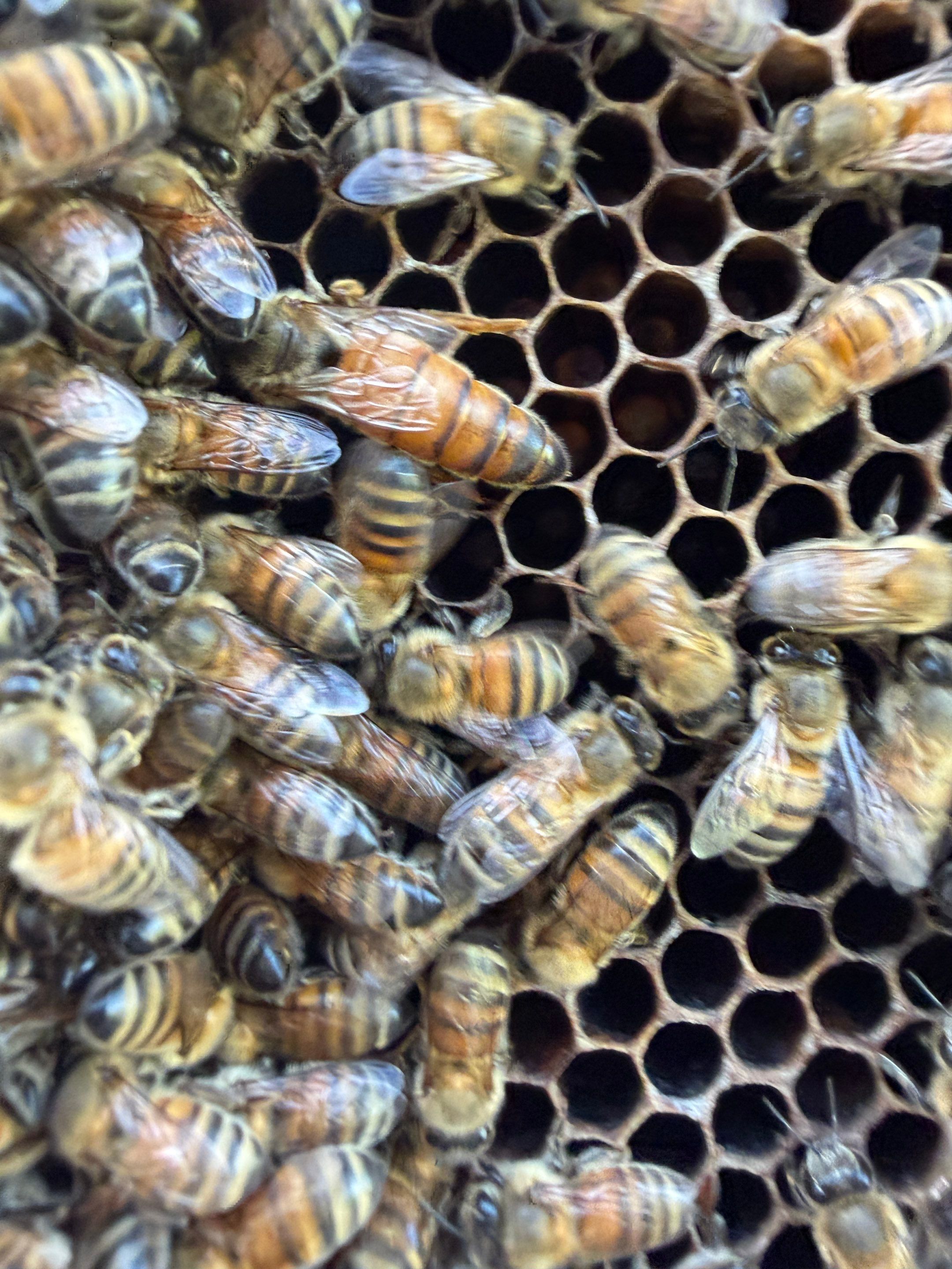 Baseball Diamond Apiary by Rockwall Honey Bee Company