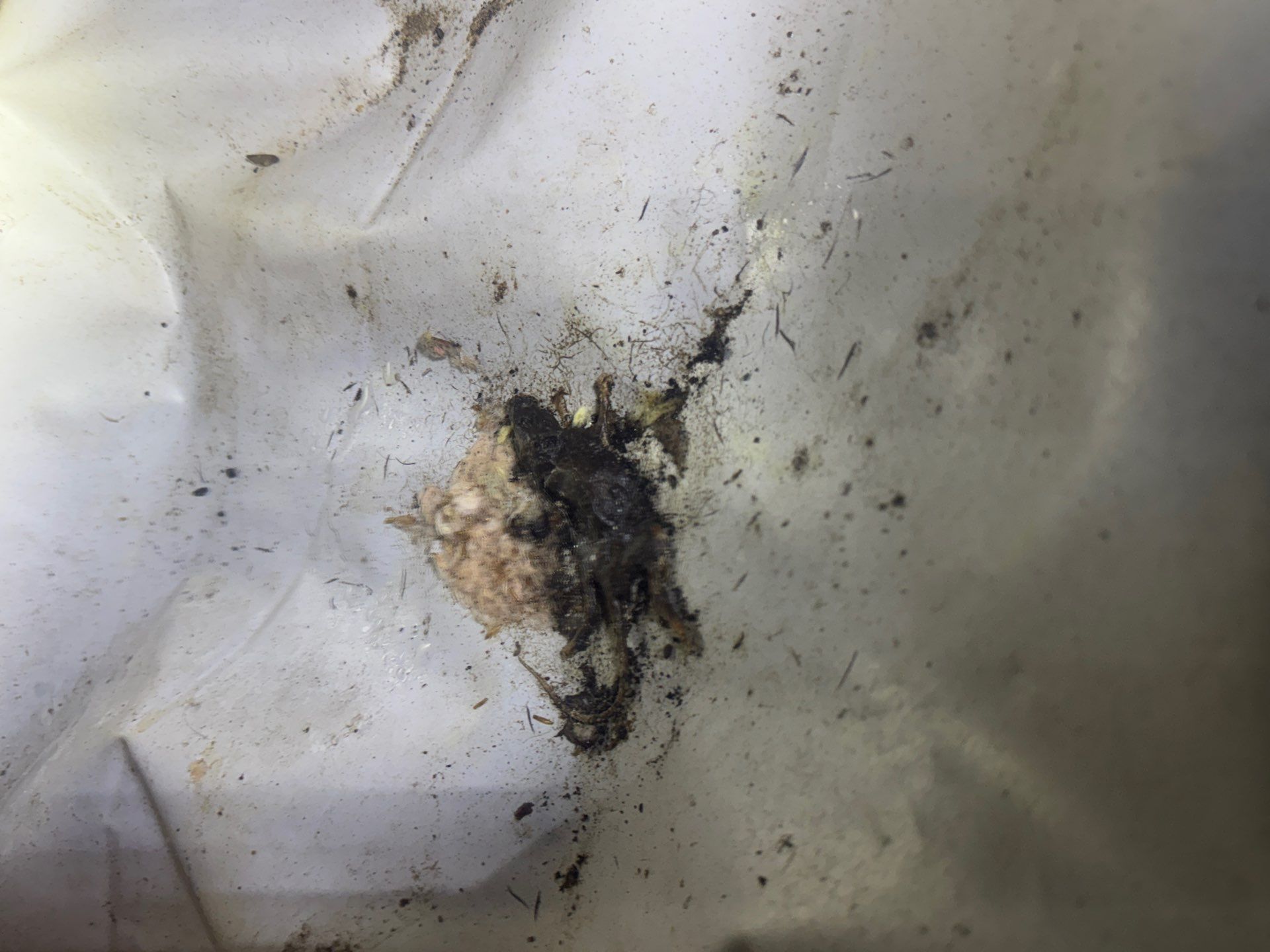 Project in Williamsburg by Patriot Crawl Space Repairs