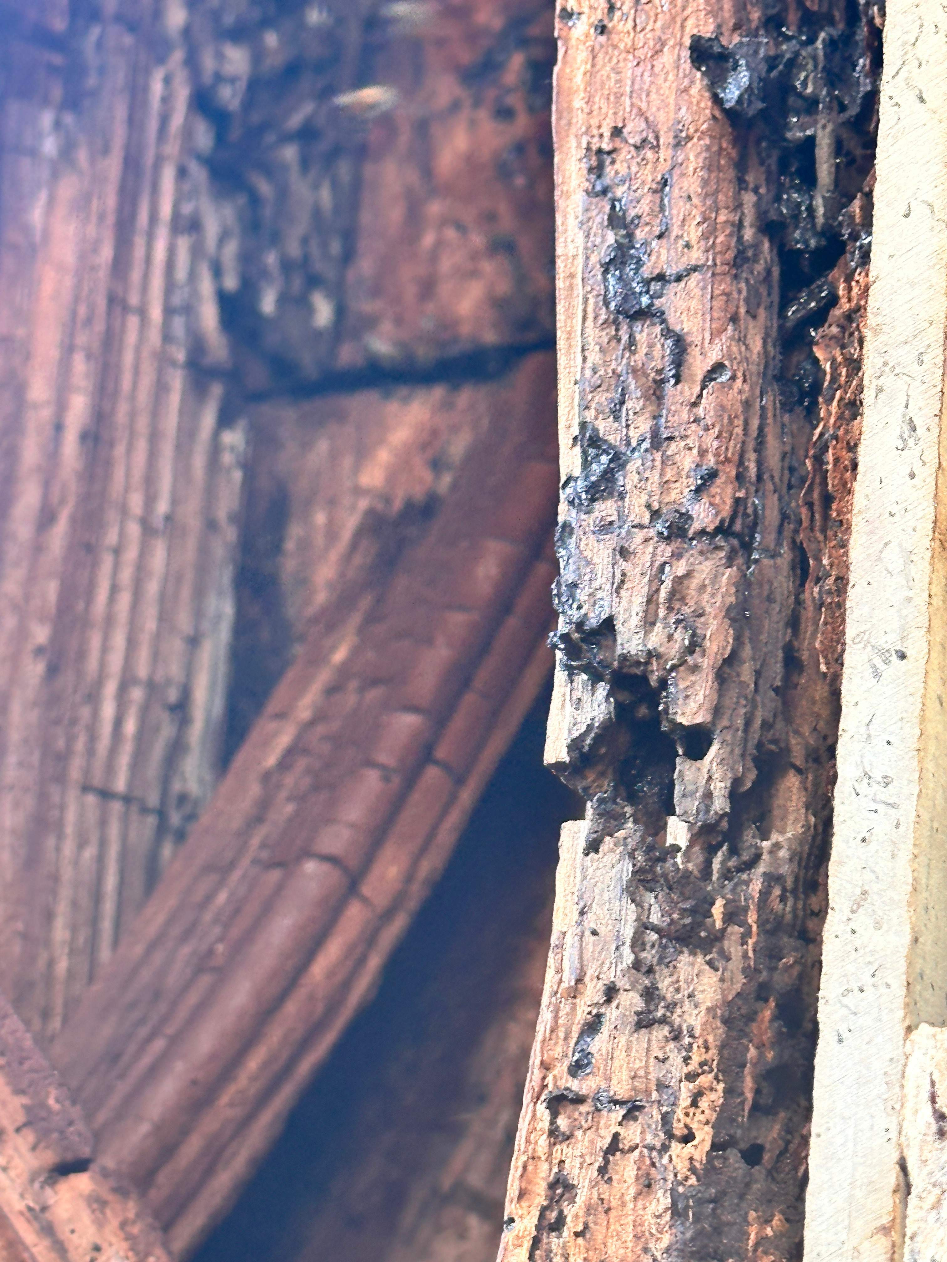 Scary Pergola by Rockwall Honey Bee Company