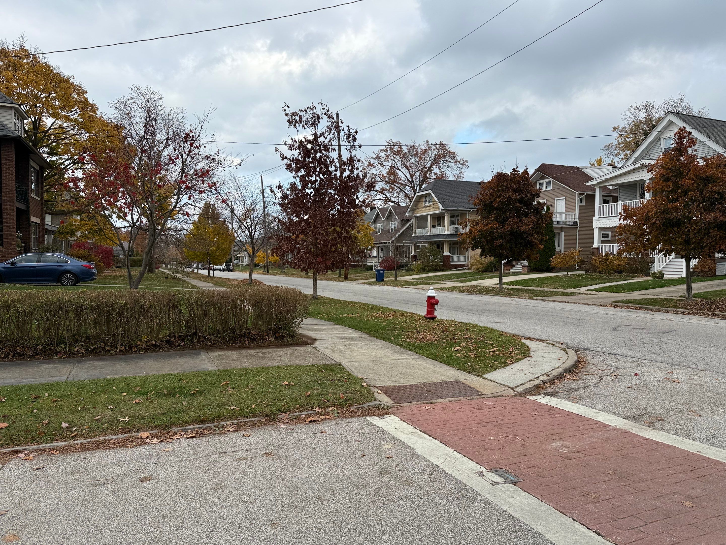 Hedge Shaping Maintenance by Elm Rose Gardens