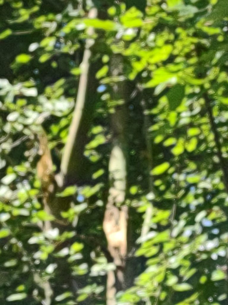 Tree Trimming using Tree Pruing by Mike Jones & Sons Tree Service LLC 