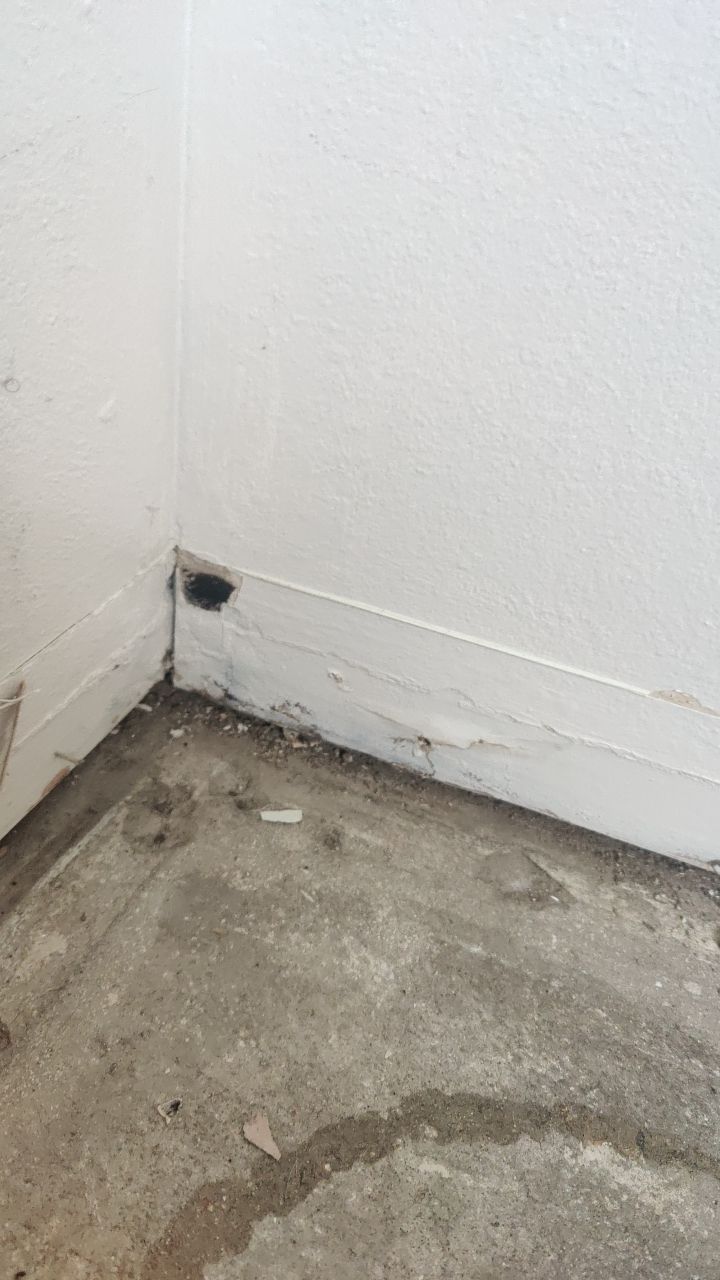 Mold Remediation by Accountable Home Services