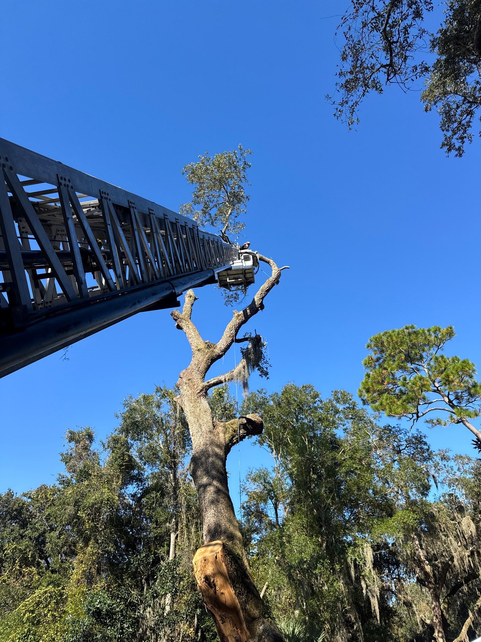 Episcopal | Large Tree Removal by ProGreen Services