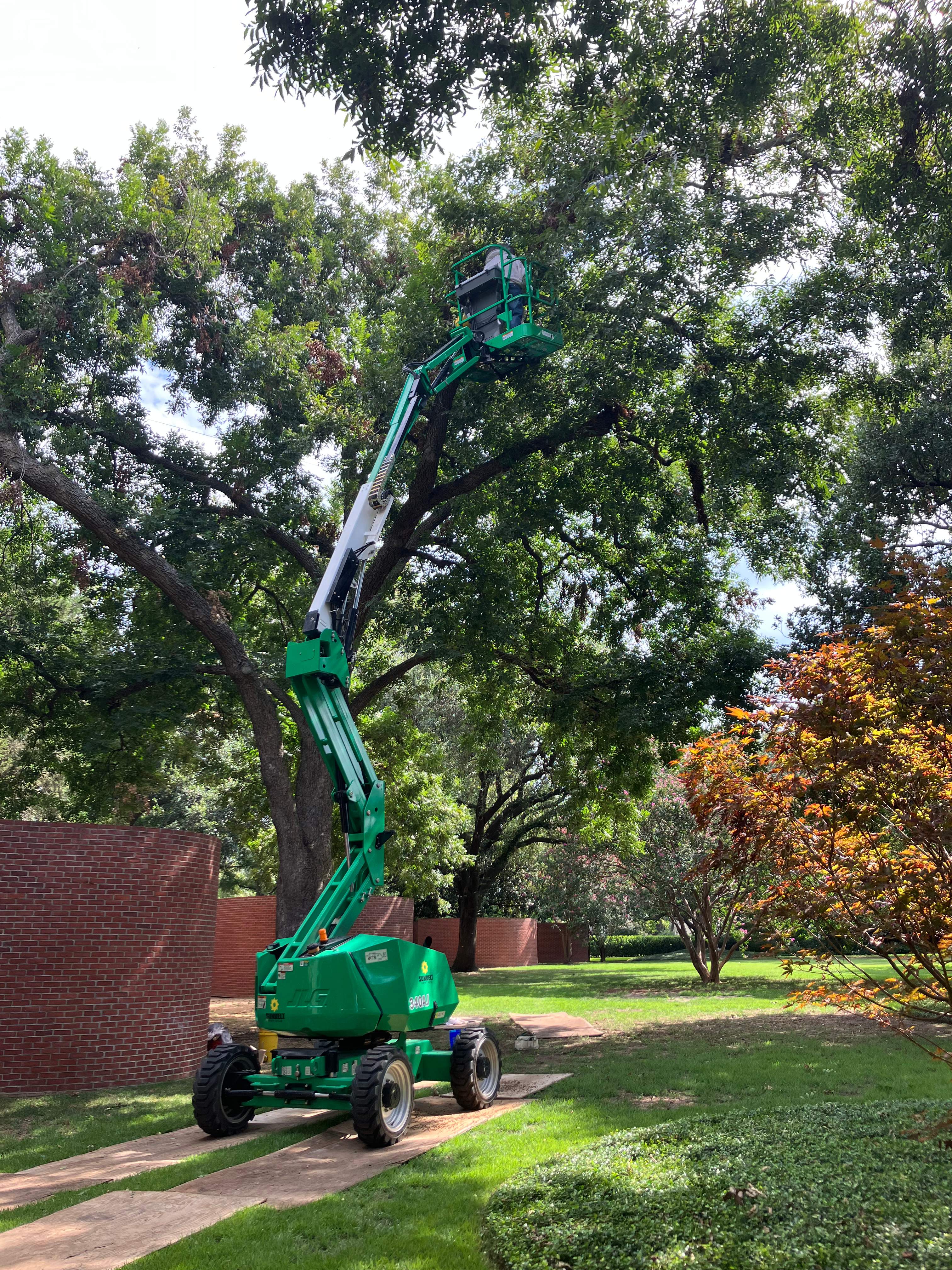 Open-Air Massive Colony by Rockwall Honey Bee Company
