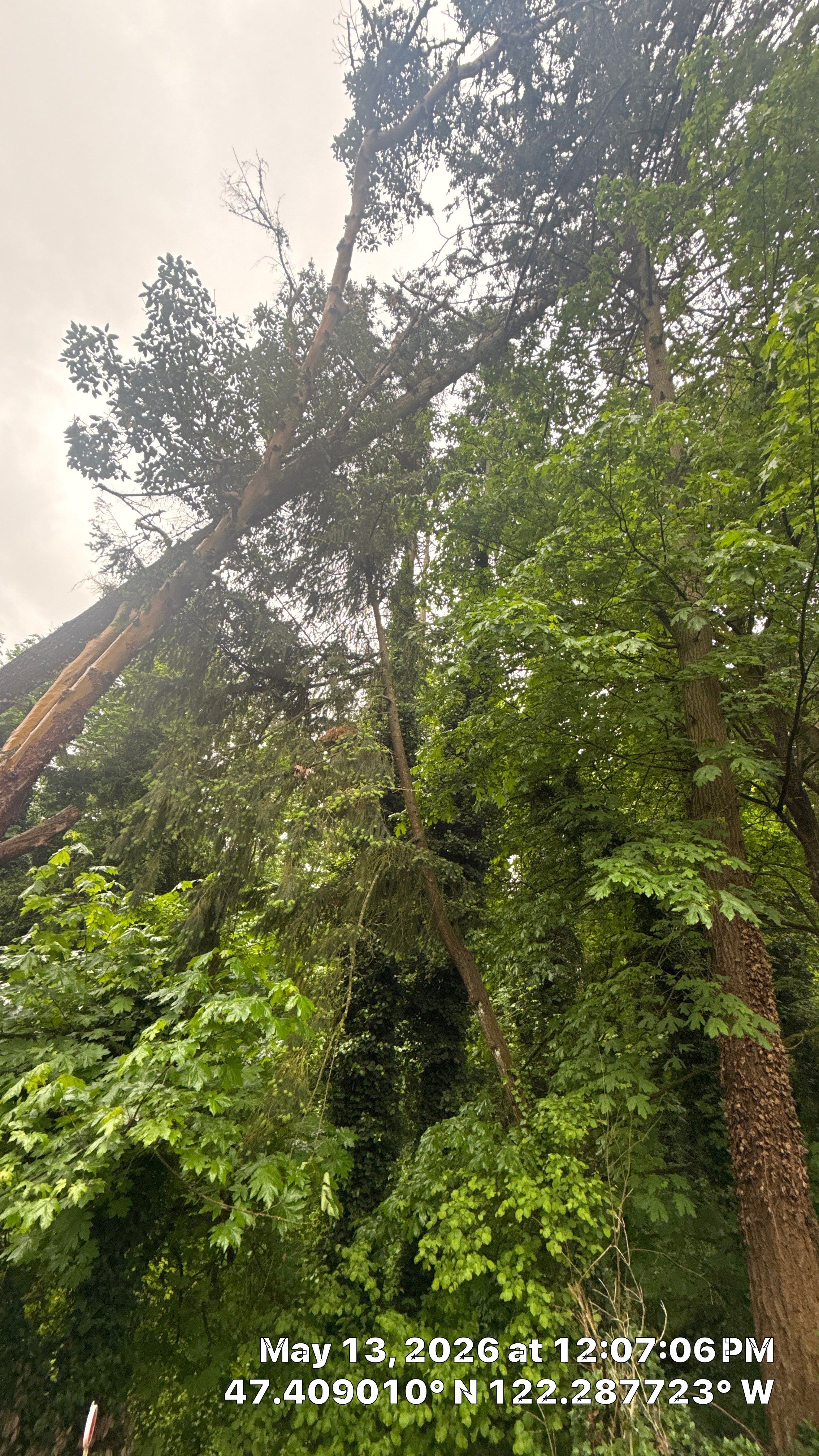 Emergency Hazard Tree Removal and Rigging Operations in SeaTac, WA by Sound Tree Care LLC