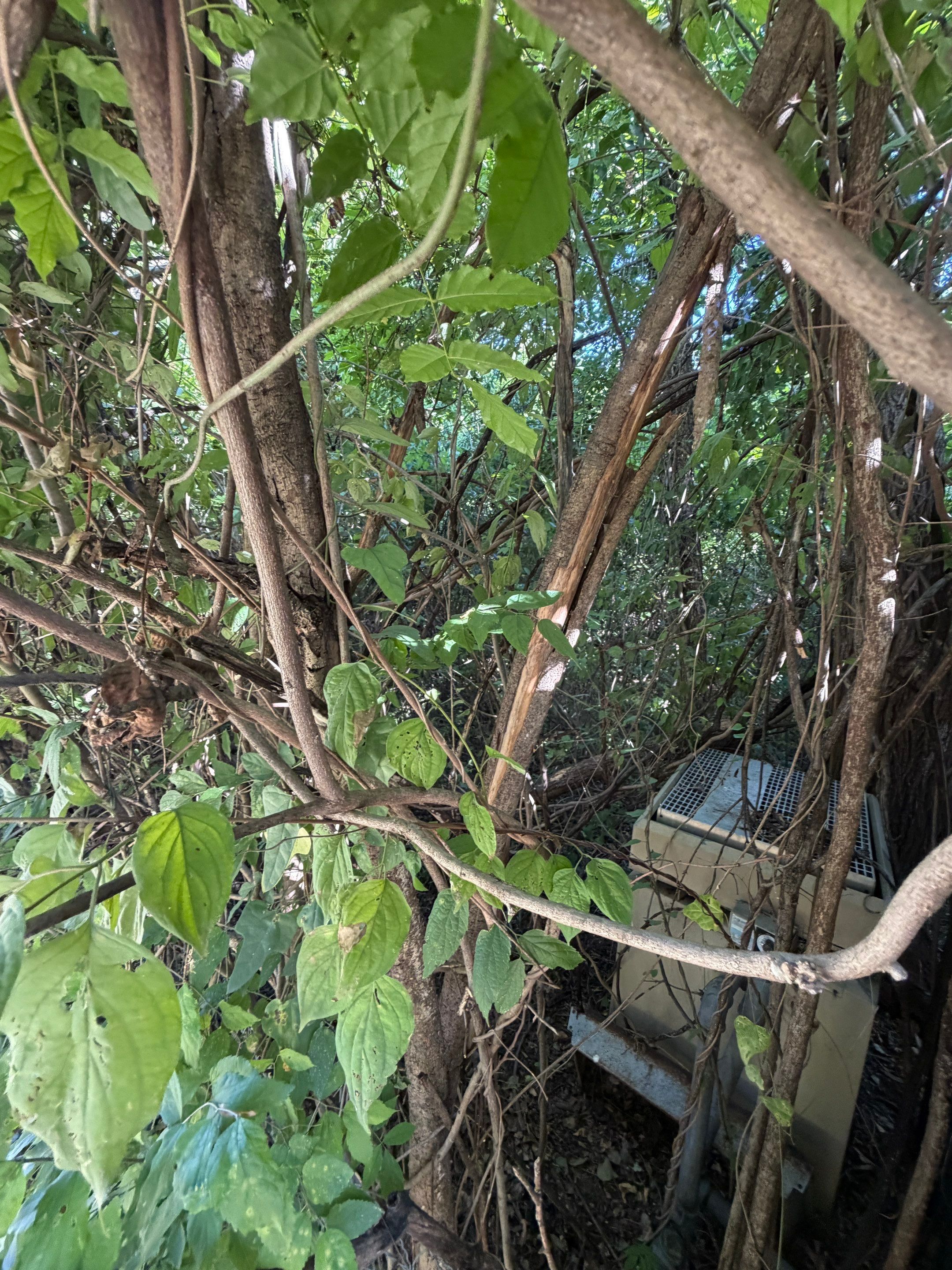 Warranted Removal by Rockwall Honey Bee Company