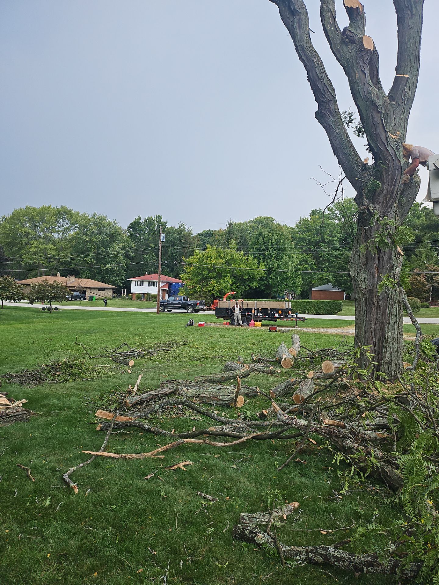 Tree Removal using Tree Removal by Mike Jones & Sons Tree Service LLC 