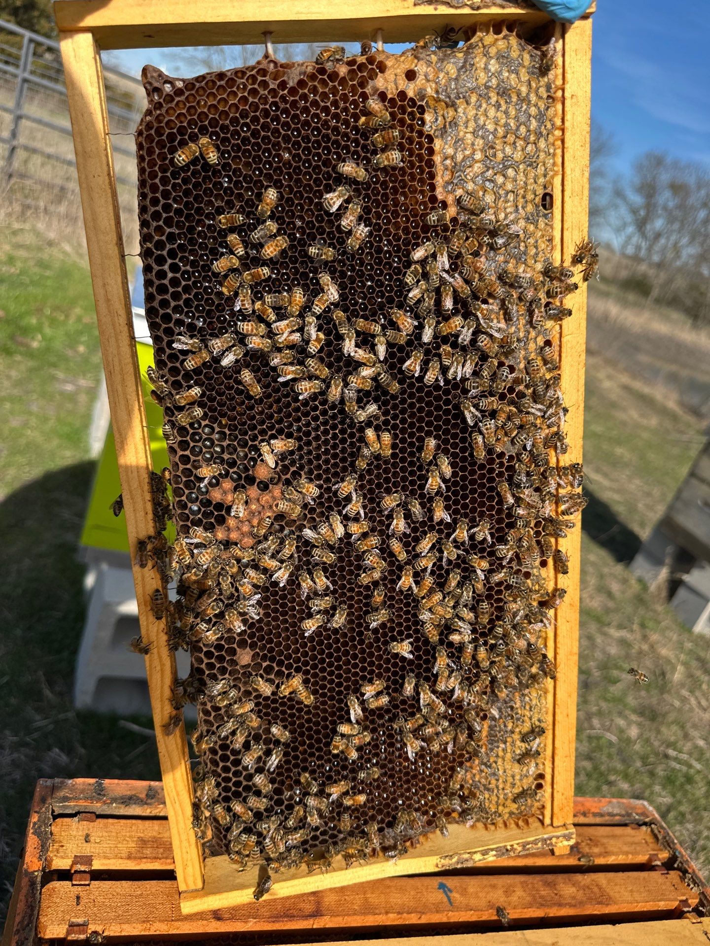 Bees for Ag. Exemption in Rockwall by Rockwall Honey Bee Company